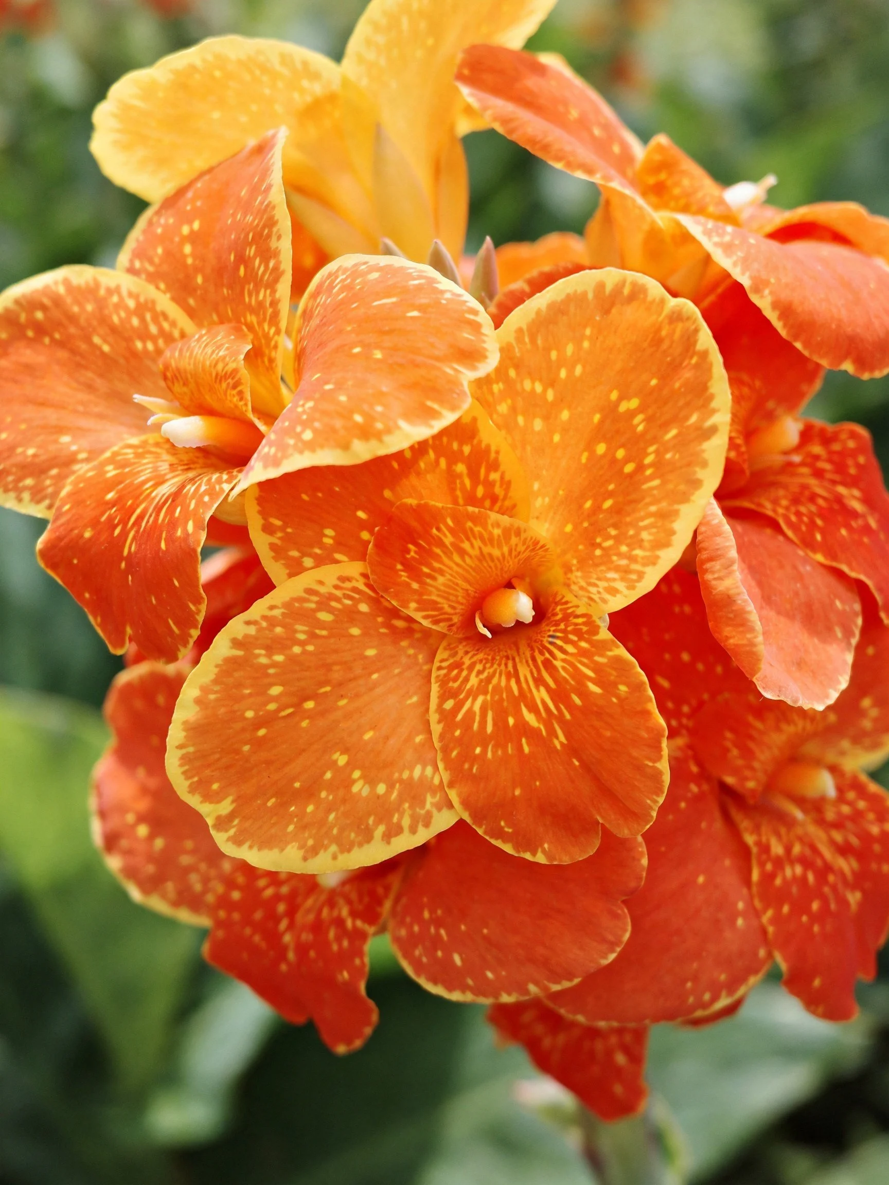 Vibrant orange-yellow flowers with speckled petals clustered closely