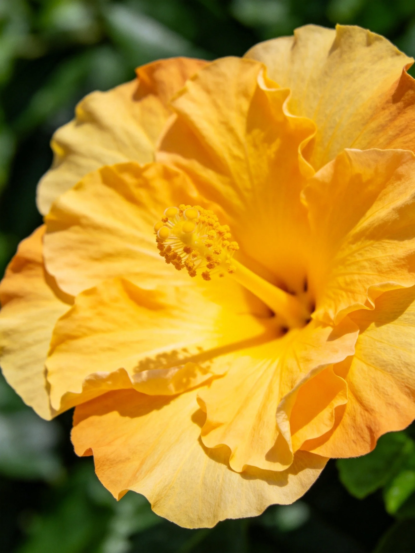 Vibrant orange-yellow hibiscus flower with ruffled petals