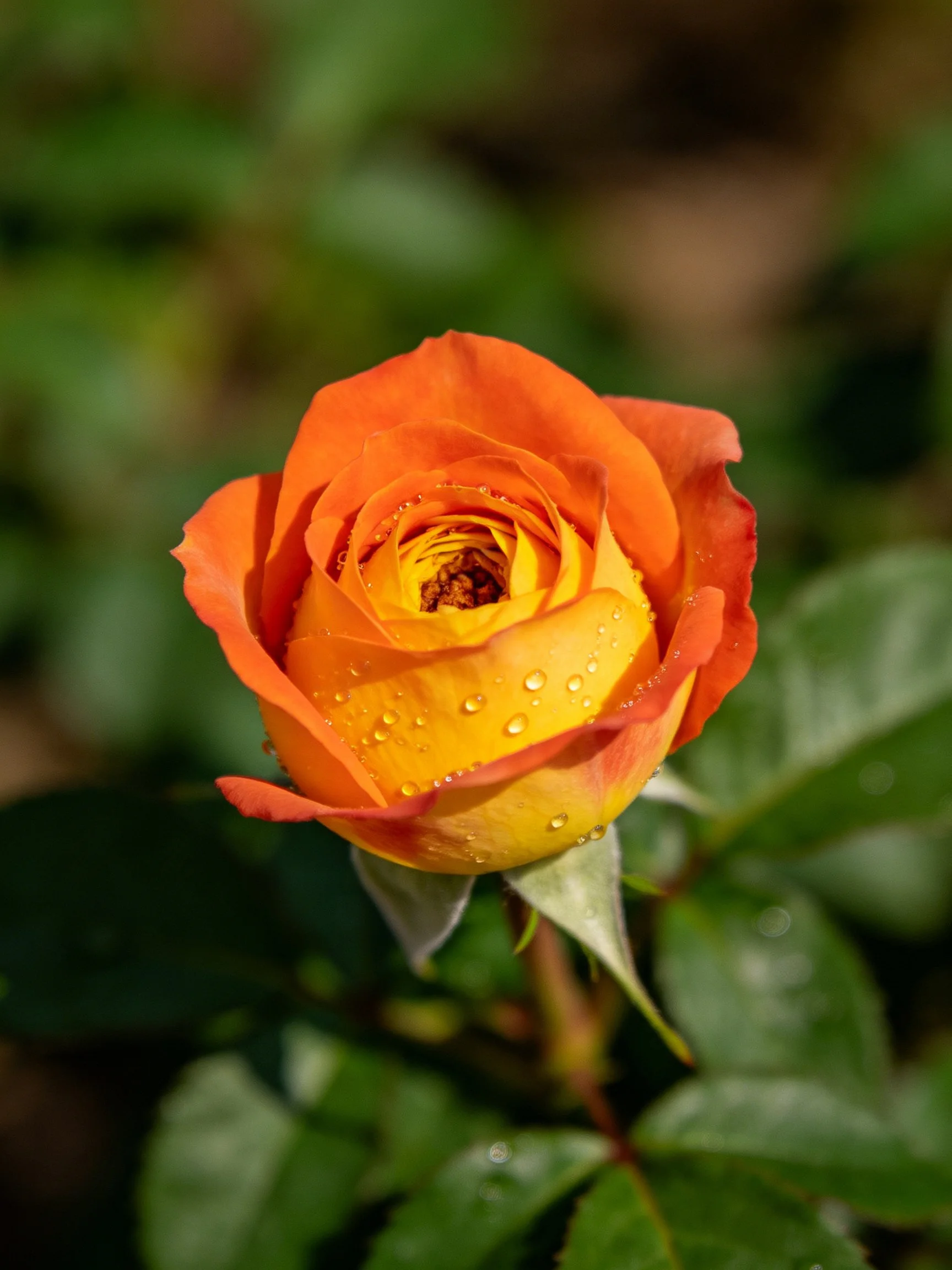 Vibrant orange-yellow rose bud with water droplets