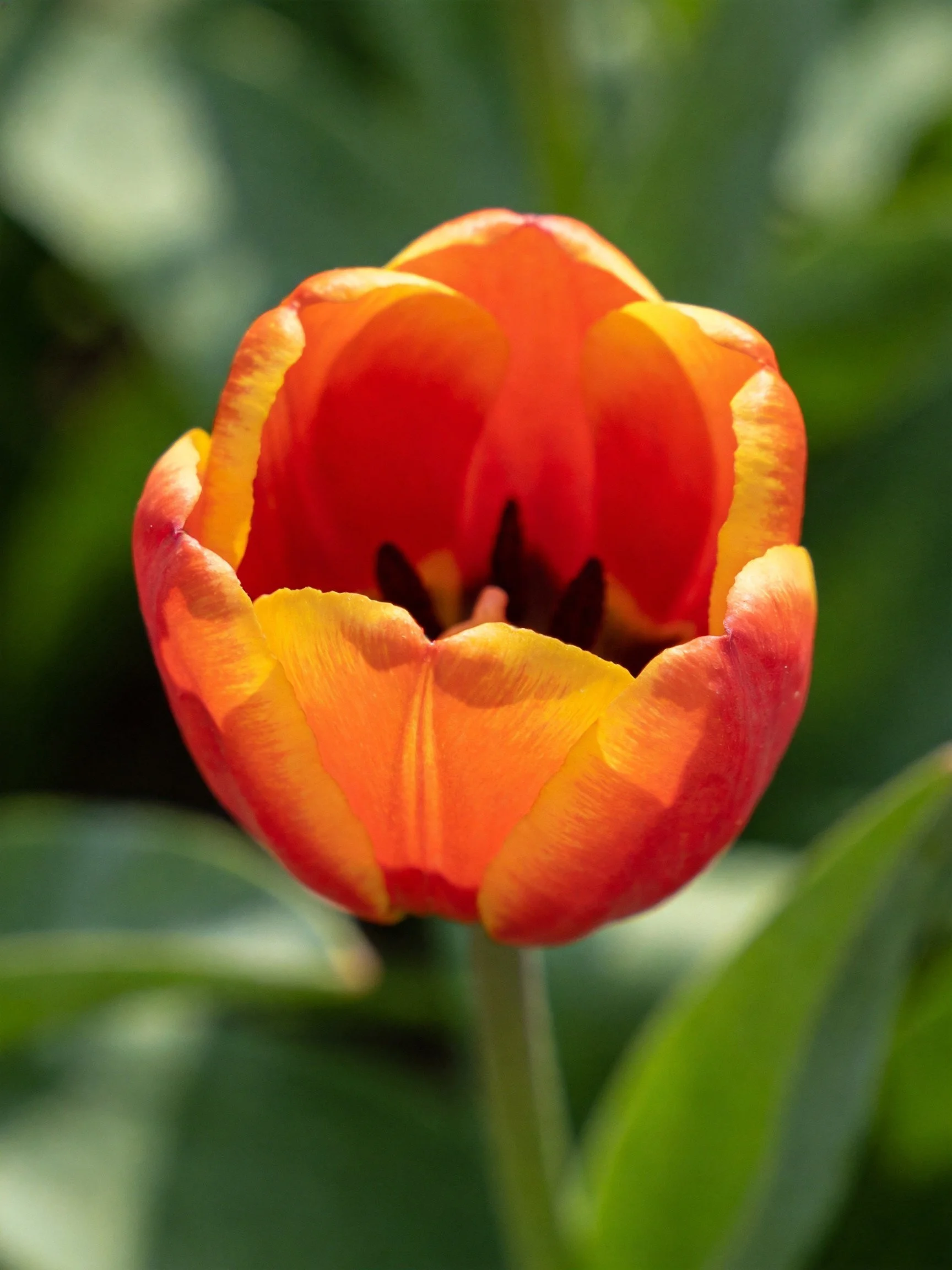 Vibrant orange-yellow tulip with blurred green foliage