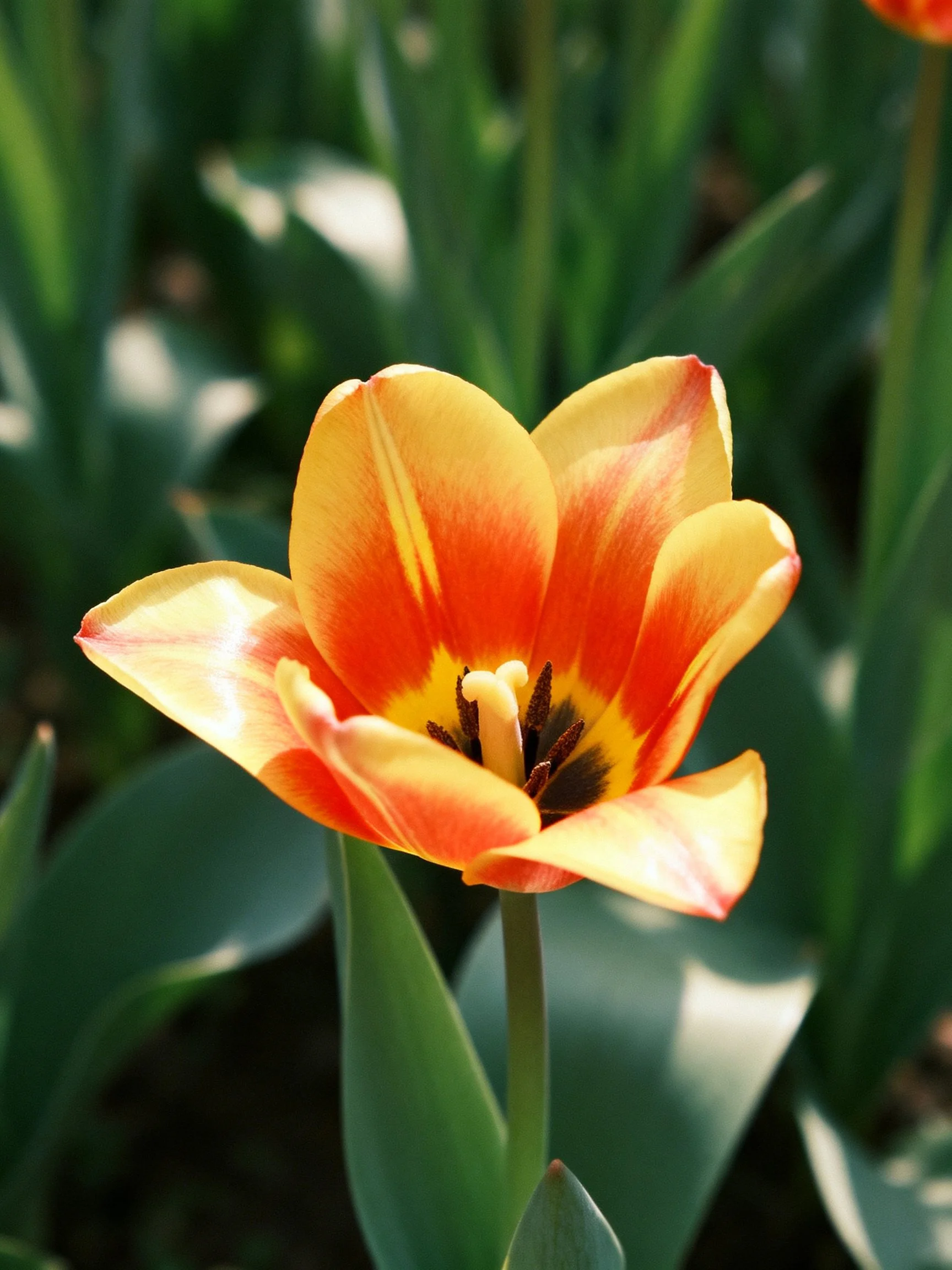 Vibrant orange-yellow tulip with blurred green foliage backdrop