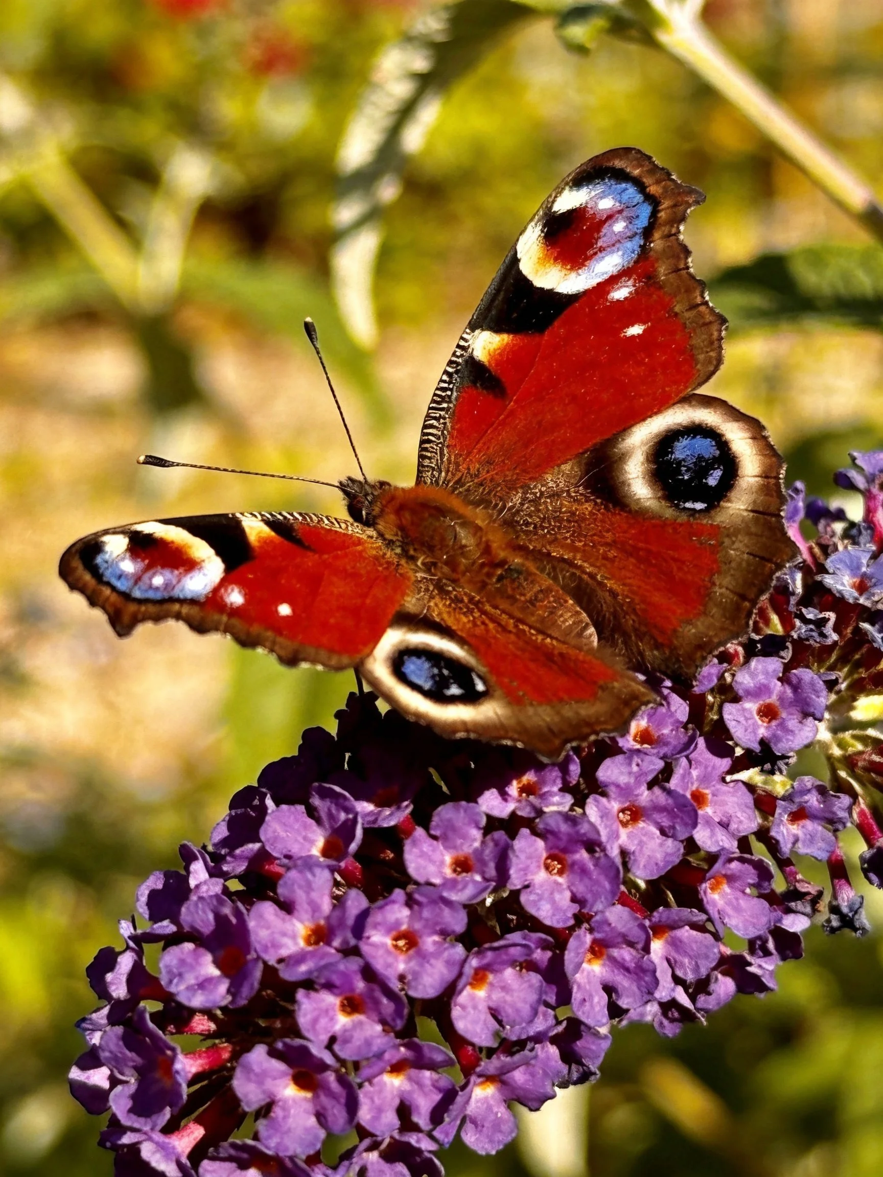Vibrant peacock butterfly on purple flower cluster