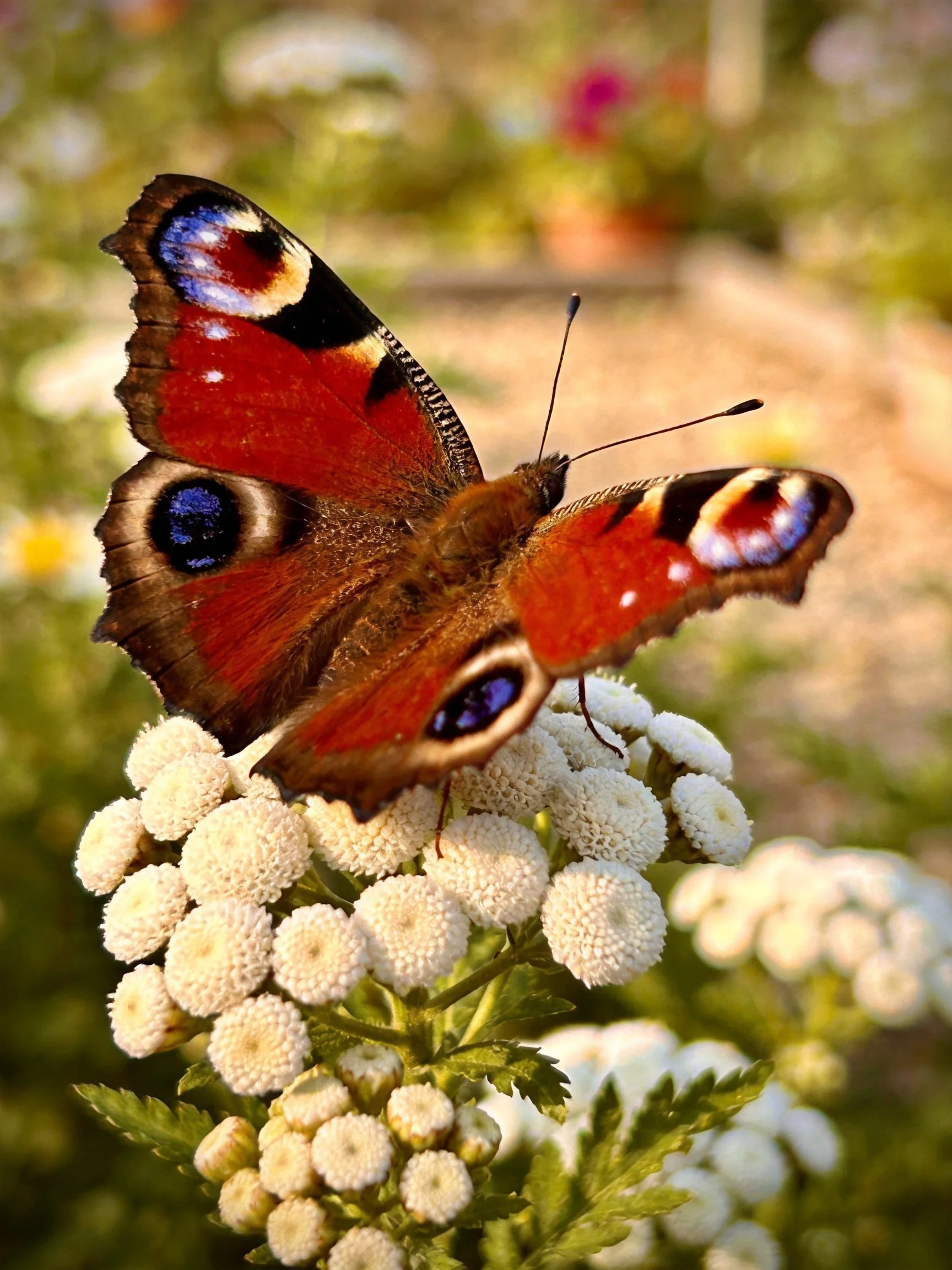 Vibrant peacock butterfly perched on white flower cluster