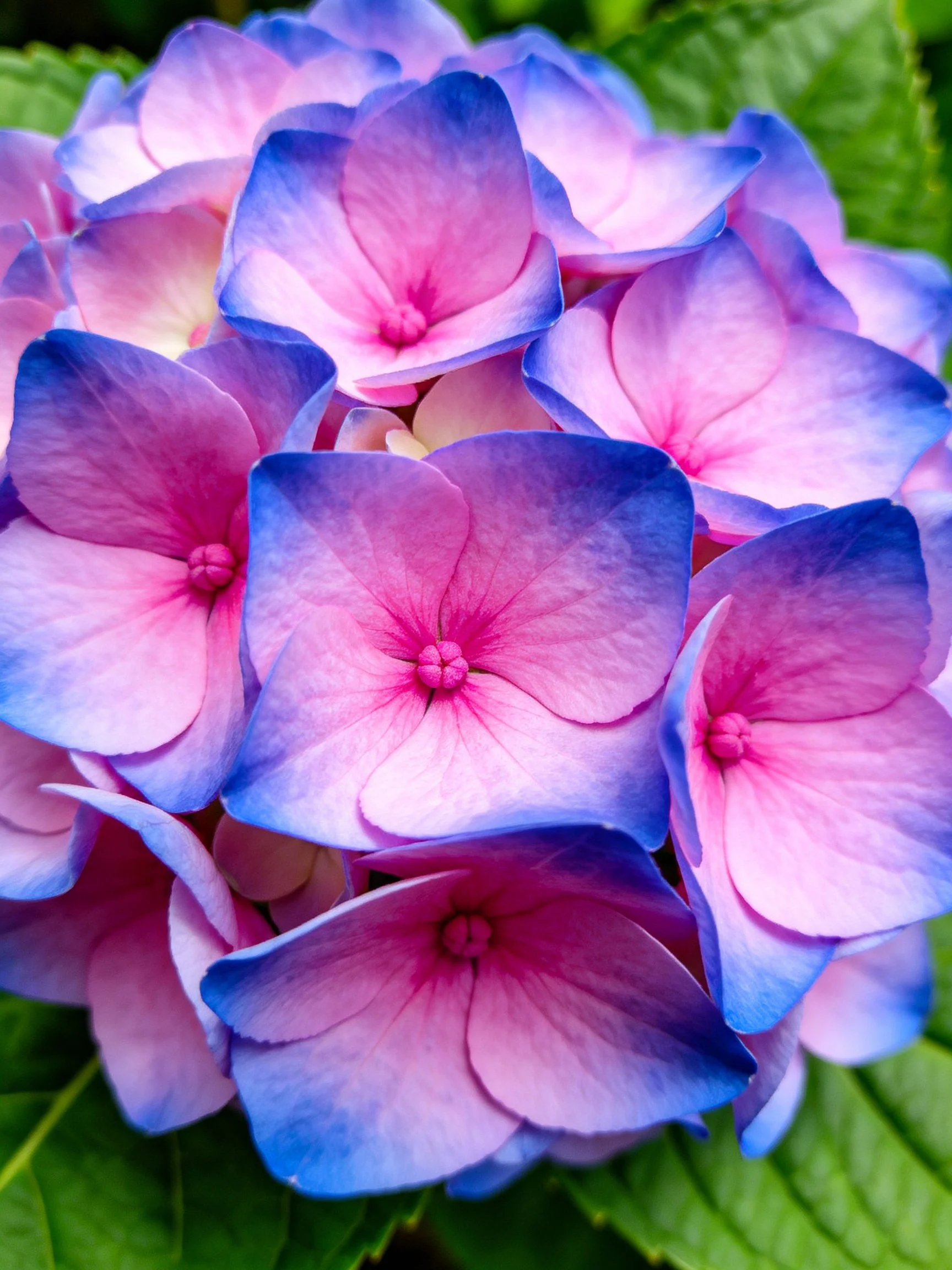 Vibrant pink and blue hydrangeas clustered with green foliage