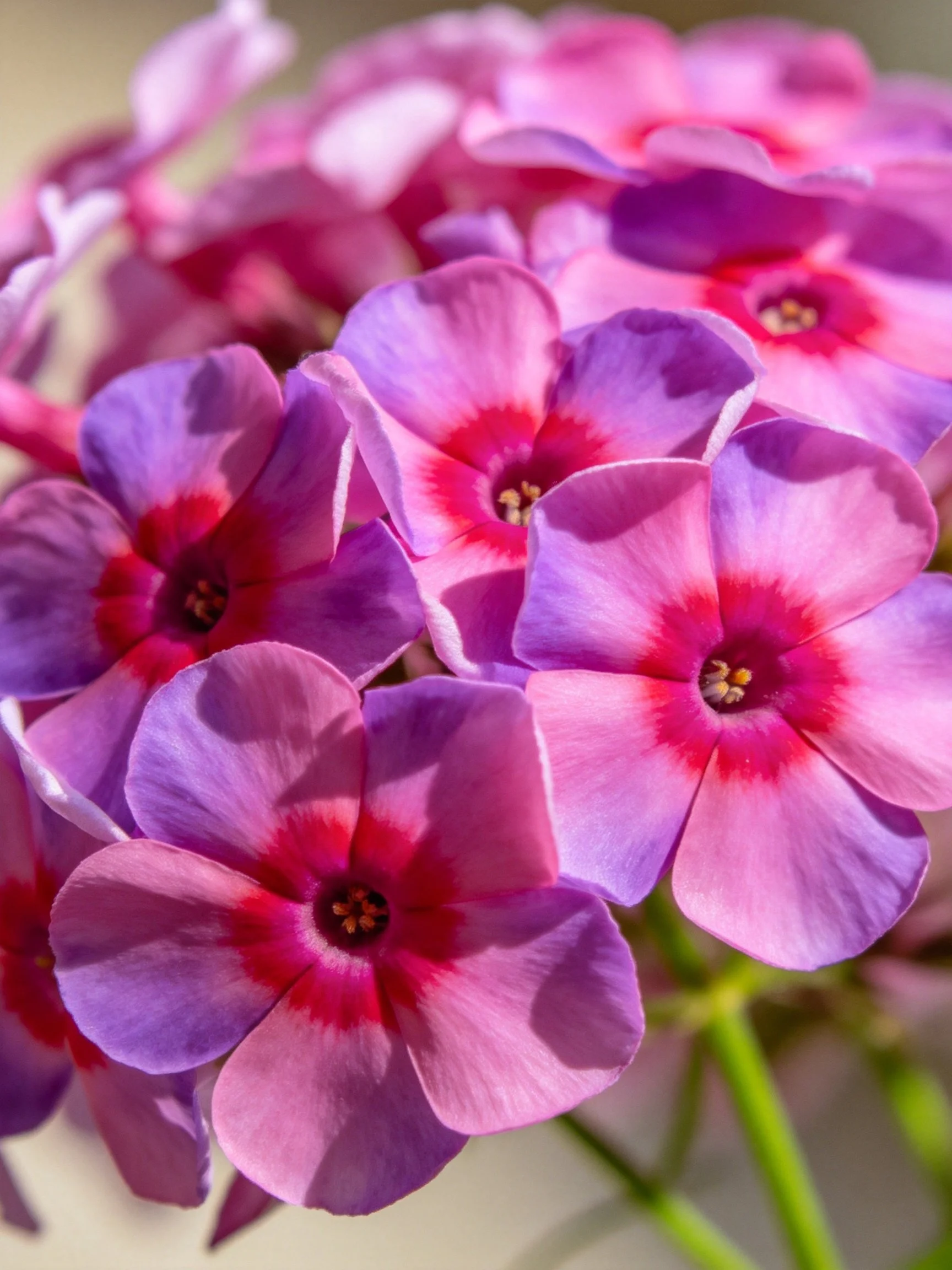 Vibrant pink and purple phlox blooms clustered together