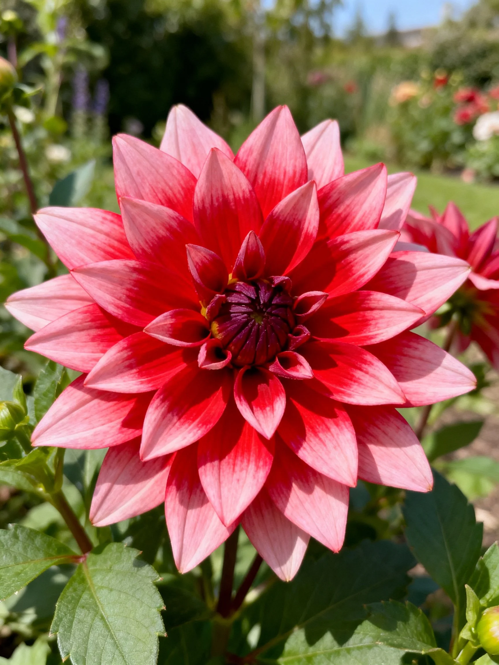 Vibrant pink and red dahlia blooms in sunlit garden