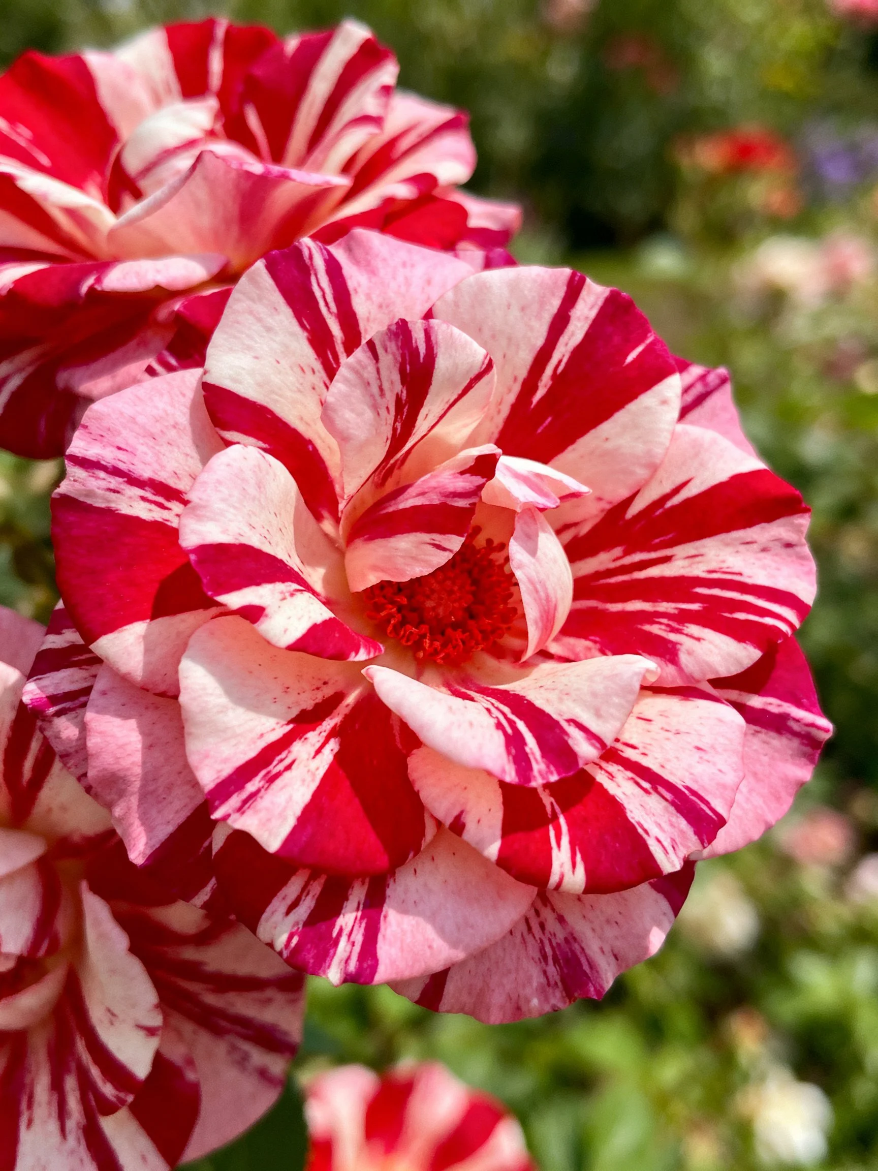 Vibrant pink and red striped roses in a lush garden