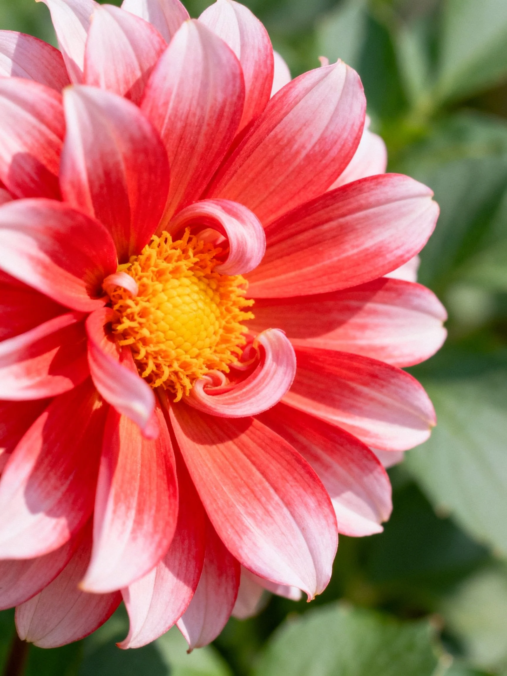 Vibrant pink and white dahlia with golden center