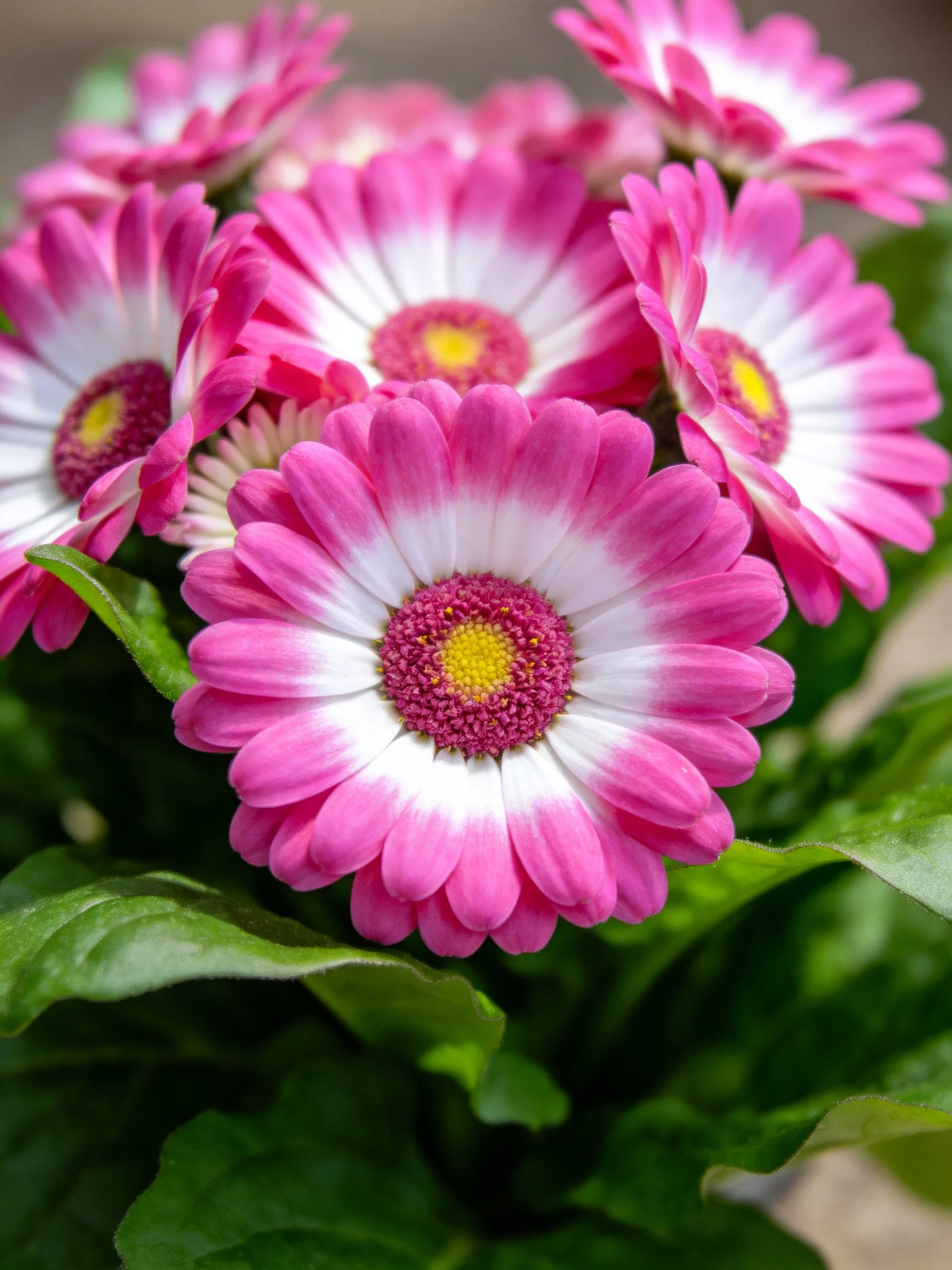 Vibrant pink and white daisies with lush green leaves