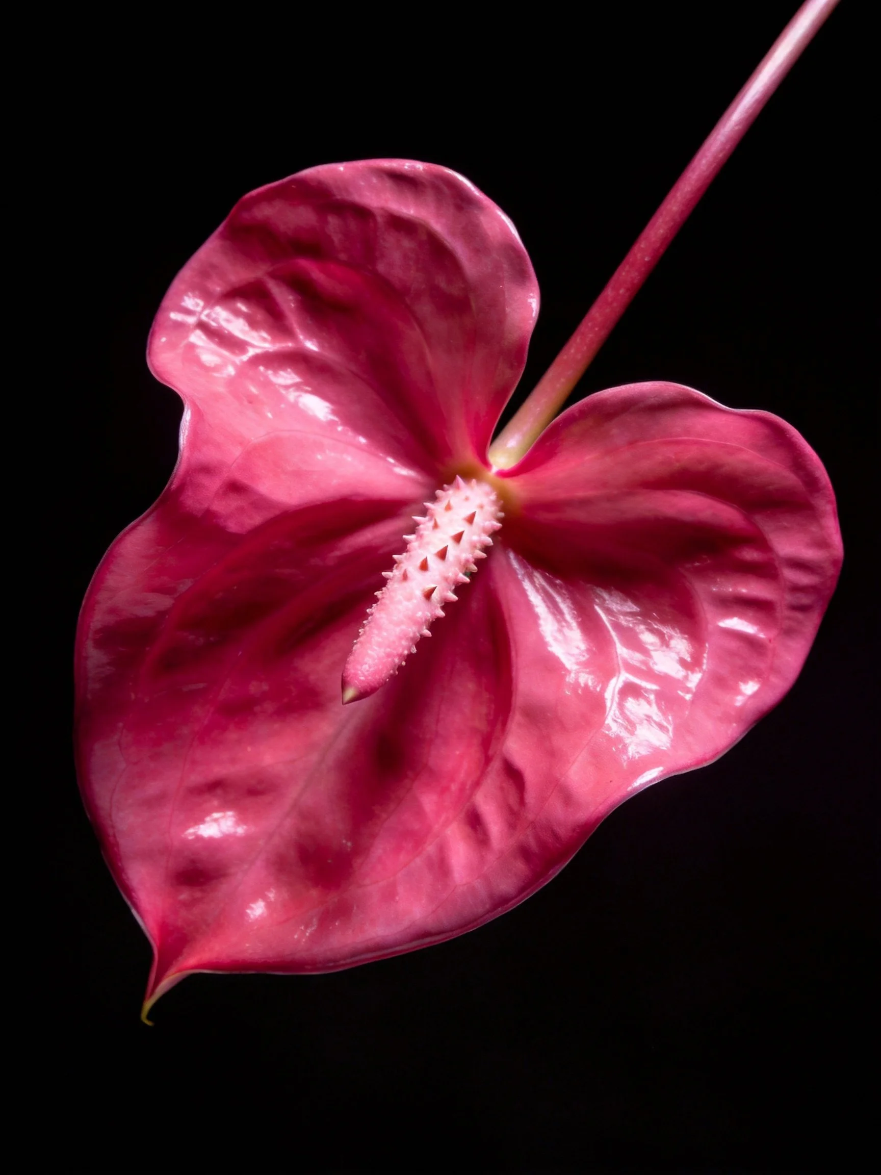 Vibrant pink anthurium flower with glossy heart - shaped petals