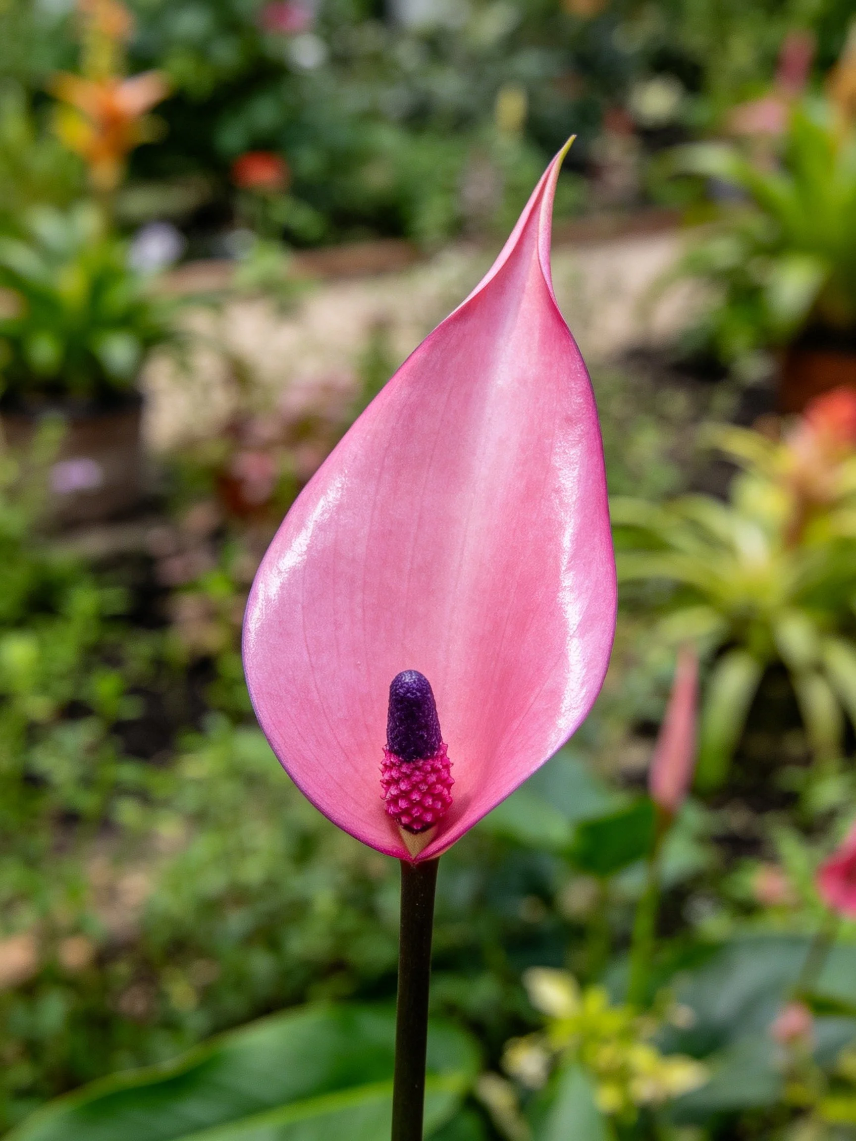 Vibrant pink anthurium with purple spadix in lush garden