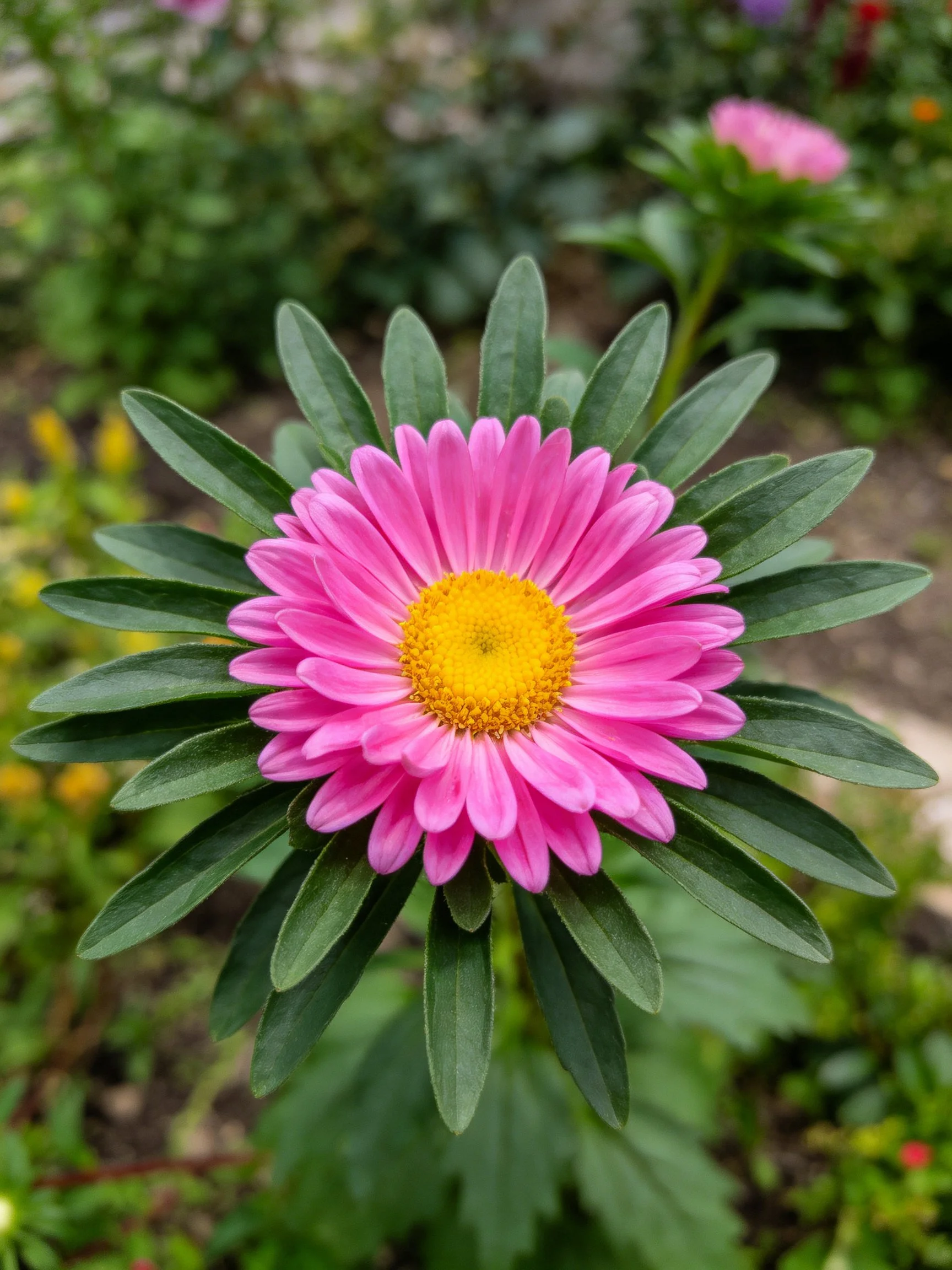 Vibrant pink aster with yellow center amid green foliage