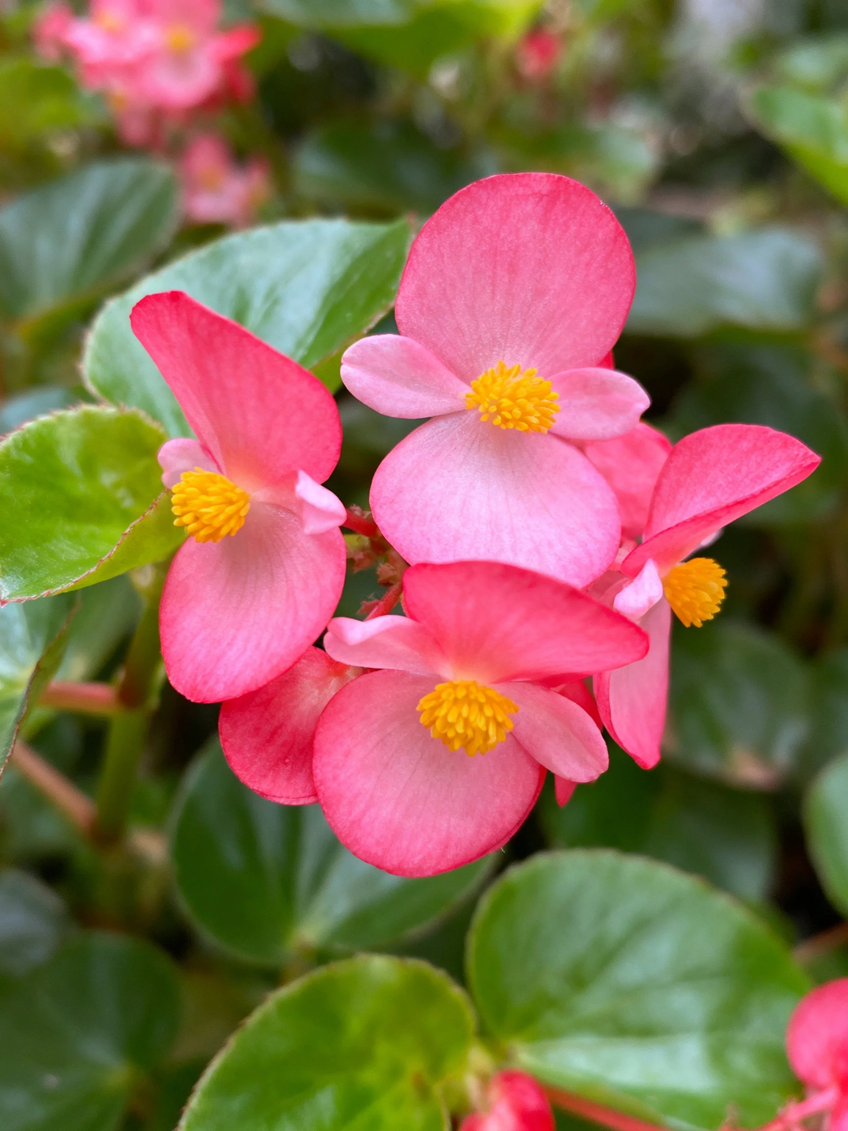 Vibrant pink begonia flowers with yellow centers amid glossy green leaves