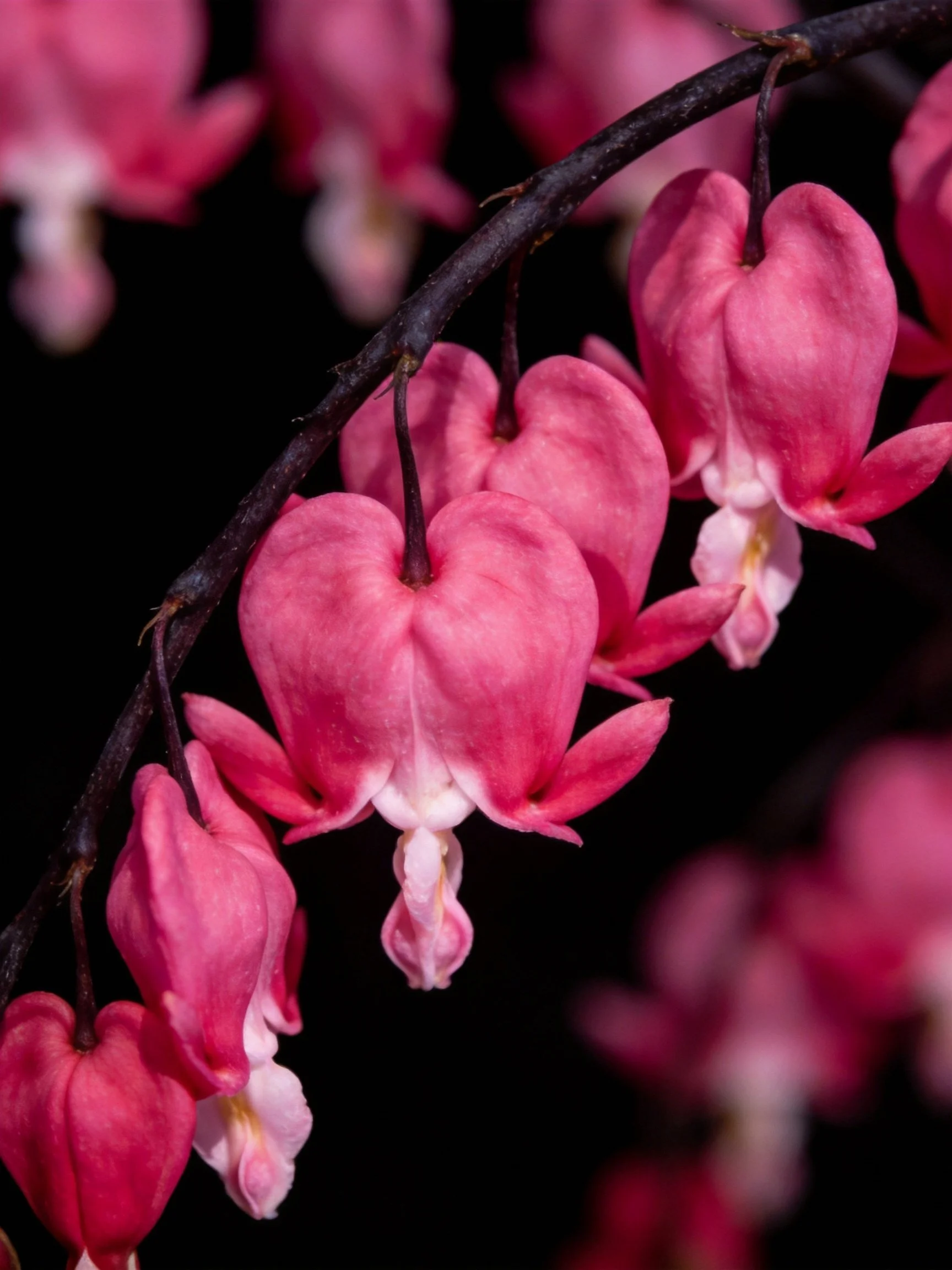 Vibrant pink bleeding heart blooms dangling from dark branches