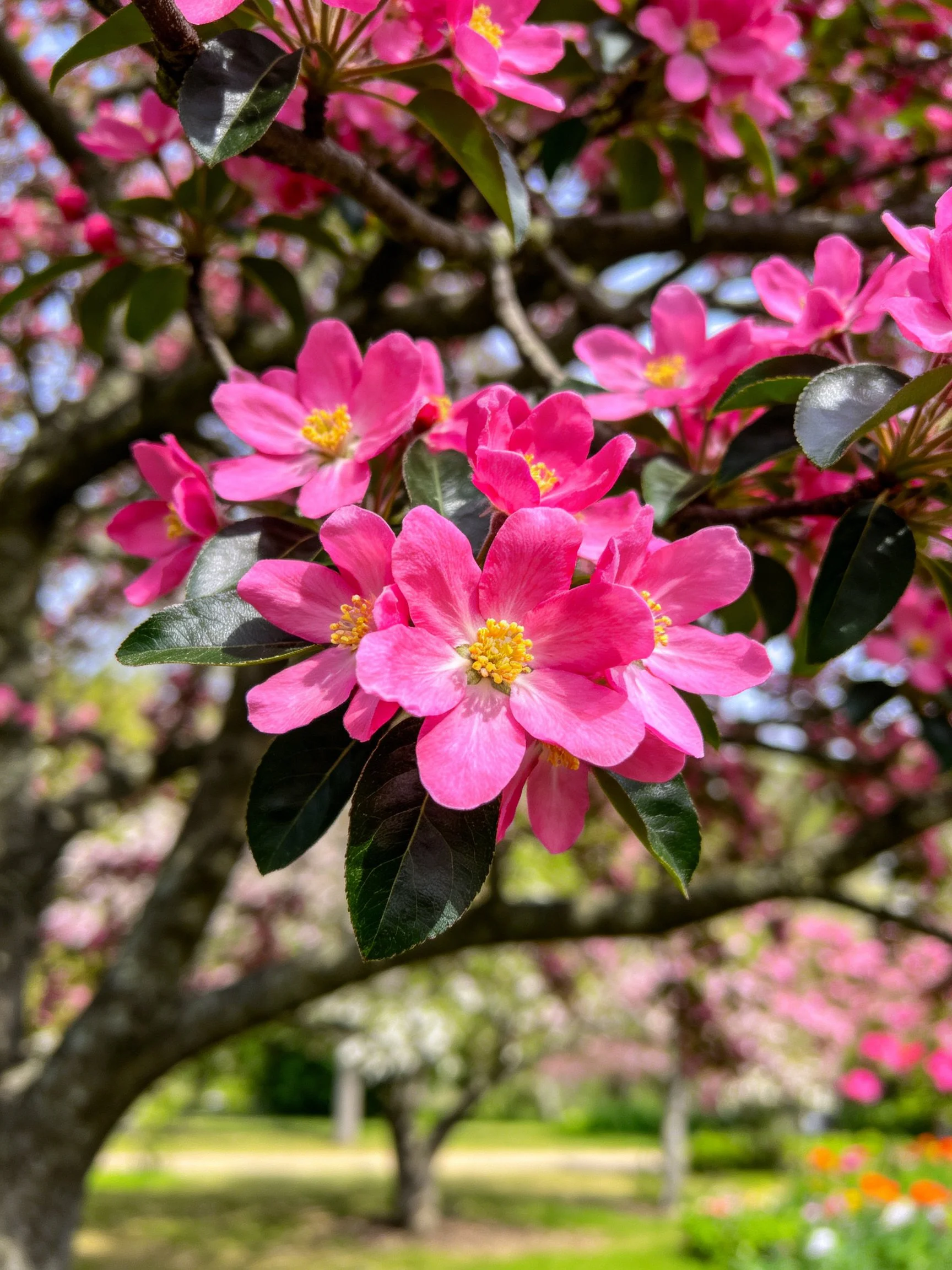 Vibrant pink blossoms cluster amid dark green leaves on tree branches