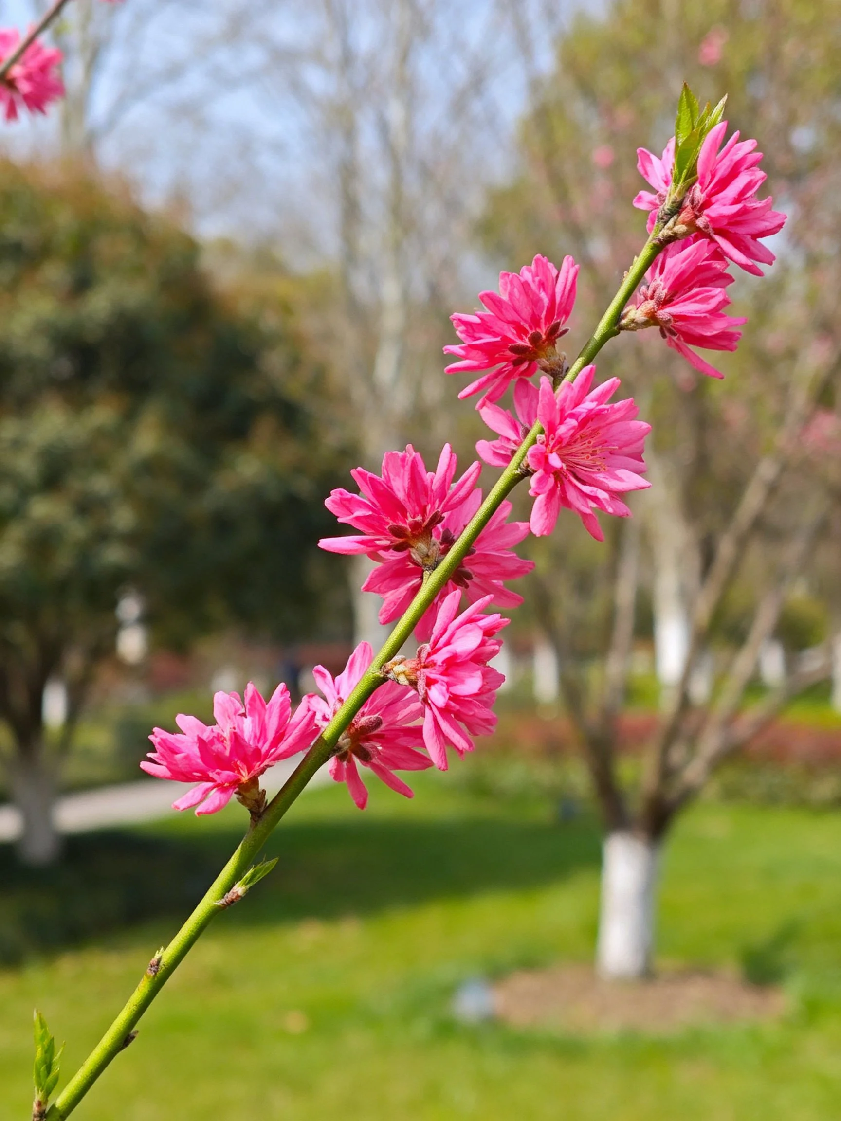 Vibrant pink blossoms on a slender branch in a sunlit park