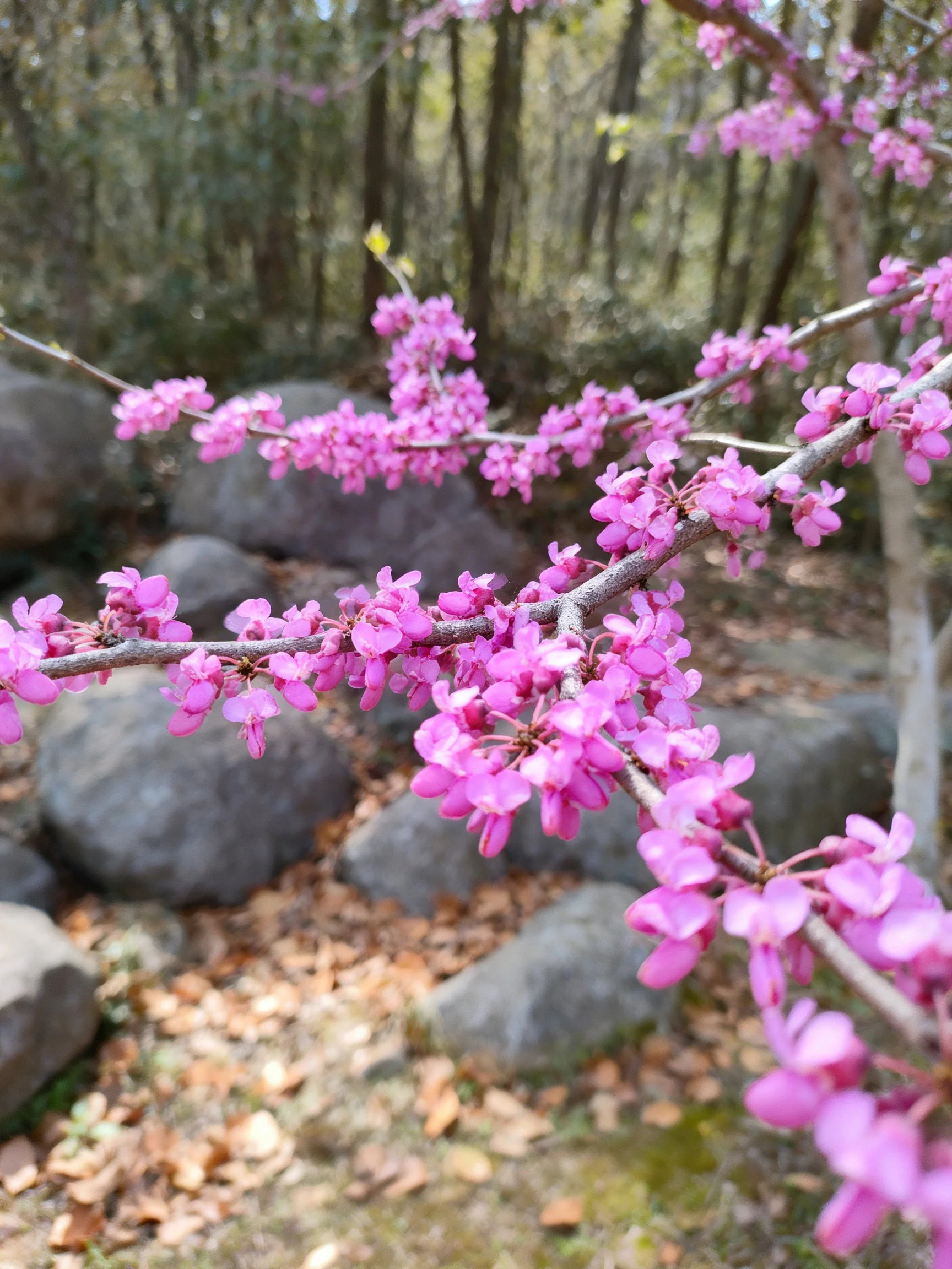 Vibrant pink blossoms on tree branches near large rocks and forest