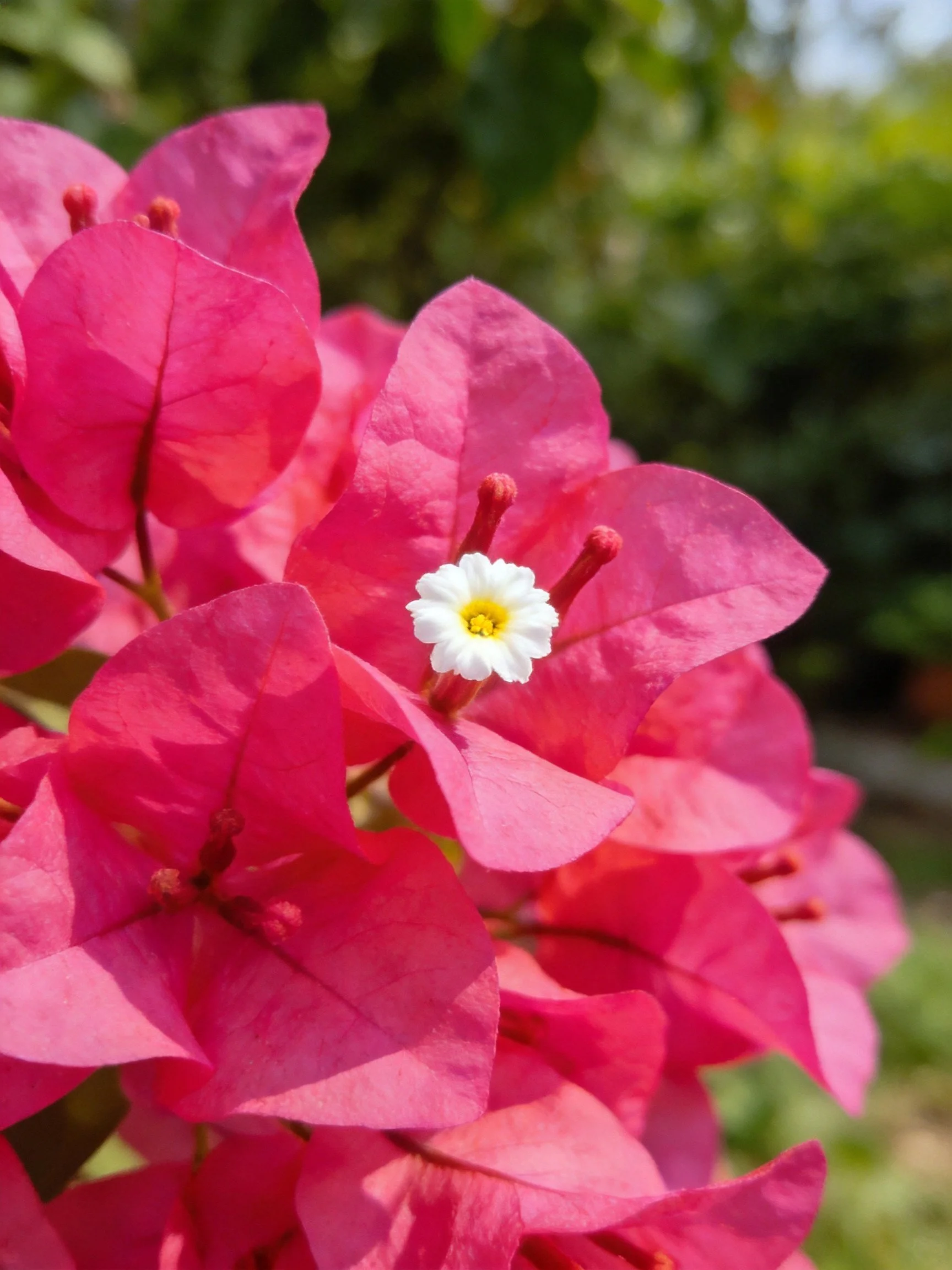 Vibrant pink bougainvillea blooms with a central white flower