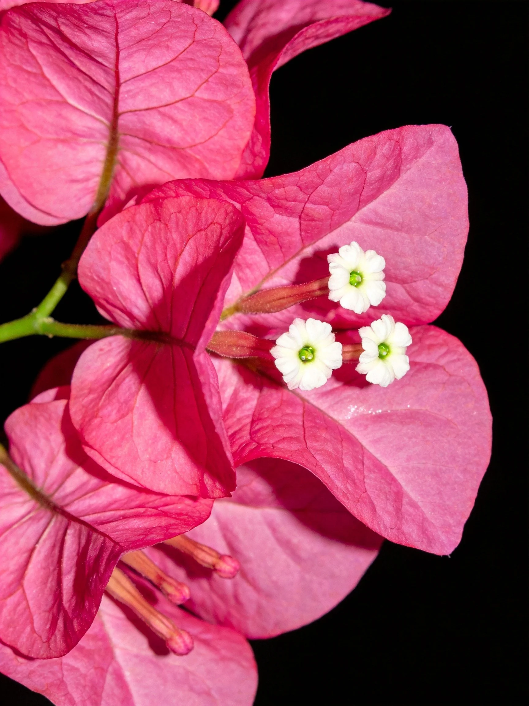 Vibrant pink bougainvillea blooms with white flower centers