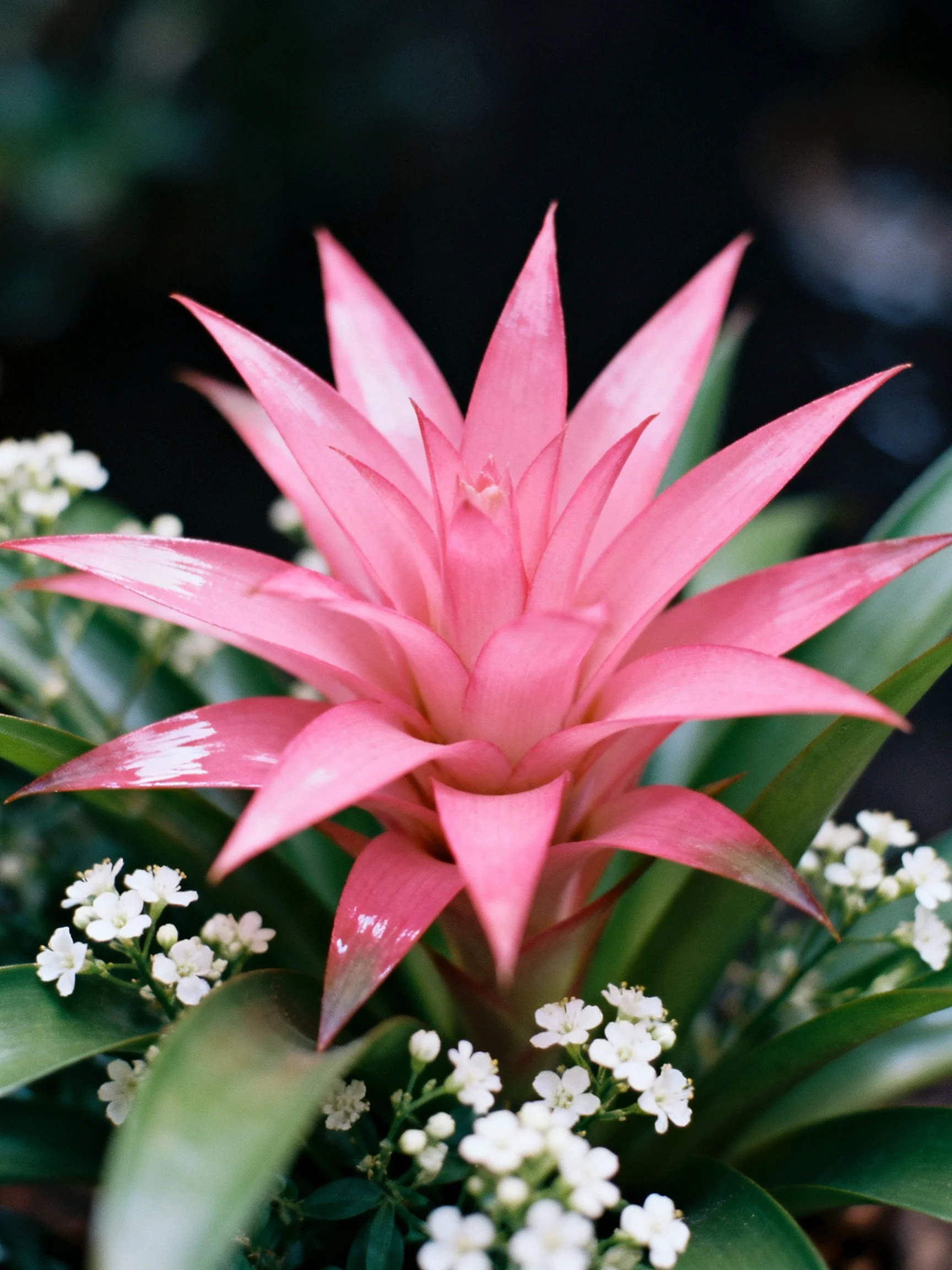 Vibrant pink bromeliad surrounded by small white blooms