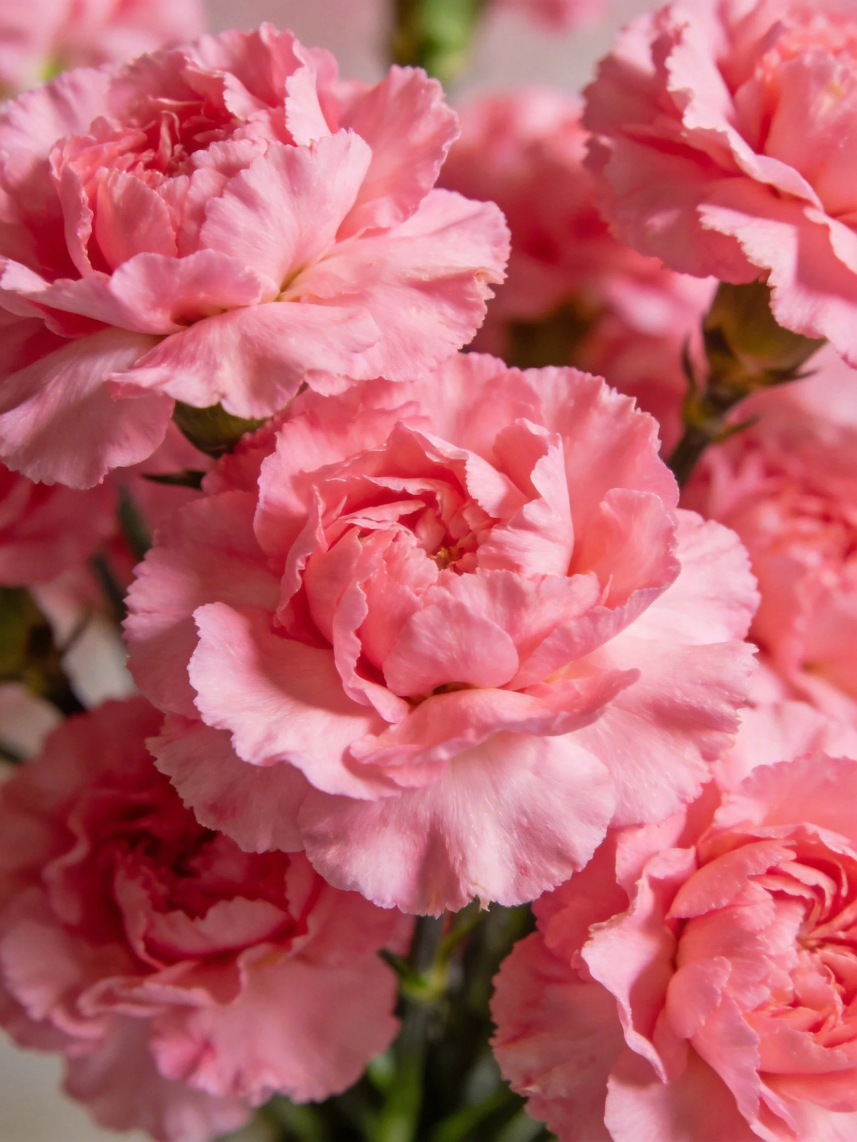 Vibrant pink carnations densely clustered with ruffled petals