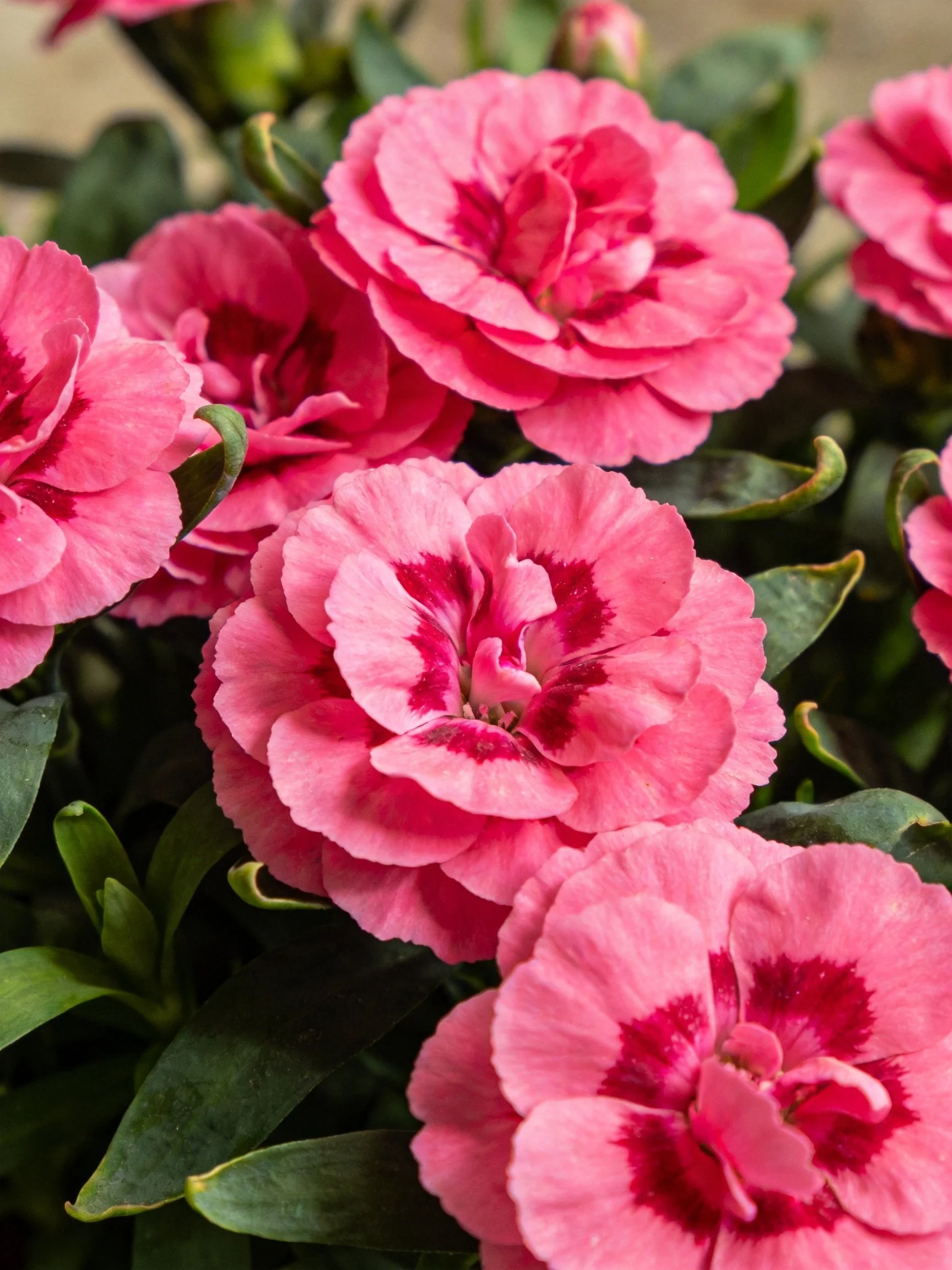 Vibrant pink carnations with magenta centers clustered among dark green foliage