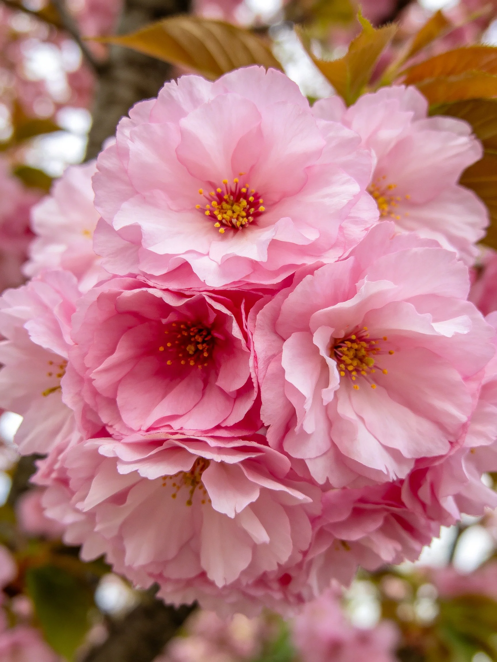 Vibrant pink cherry blossom cluster with layered petals