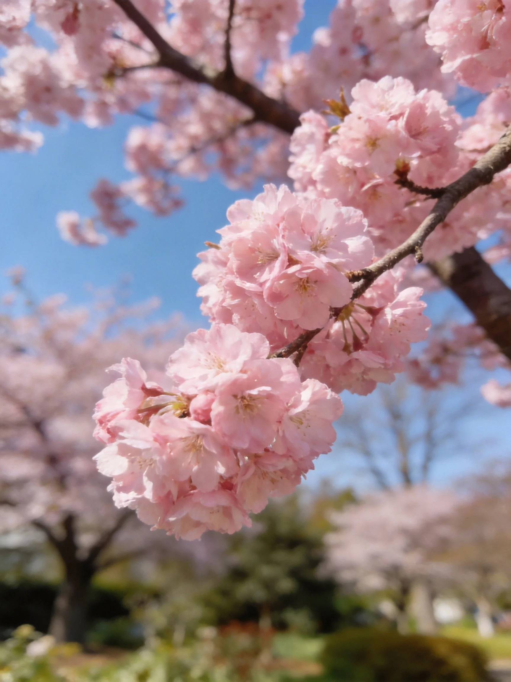 Vibrant pink cherry blossom clusters bloom under clear blue sky