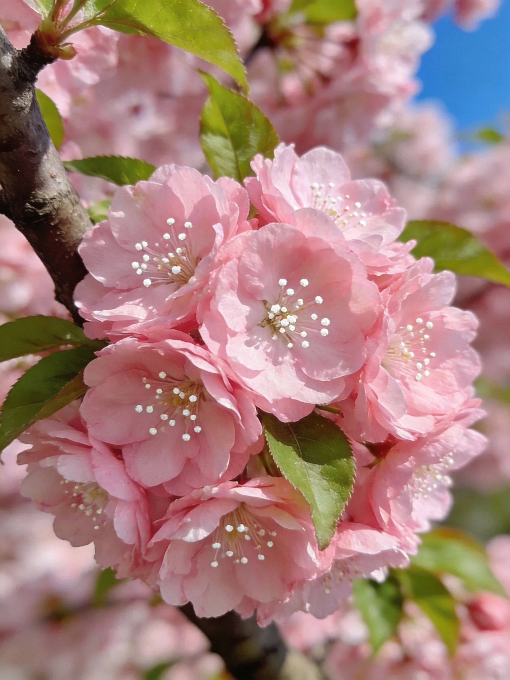 Vibrant pink cherry blossom clusters with green leaves under clear blue sky