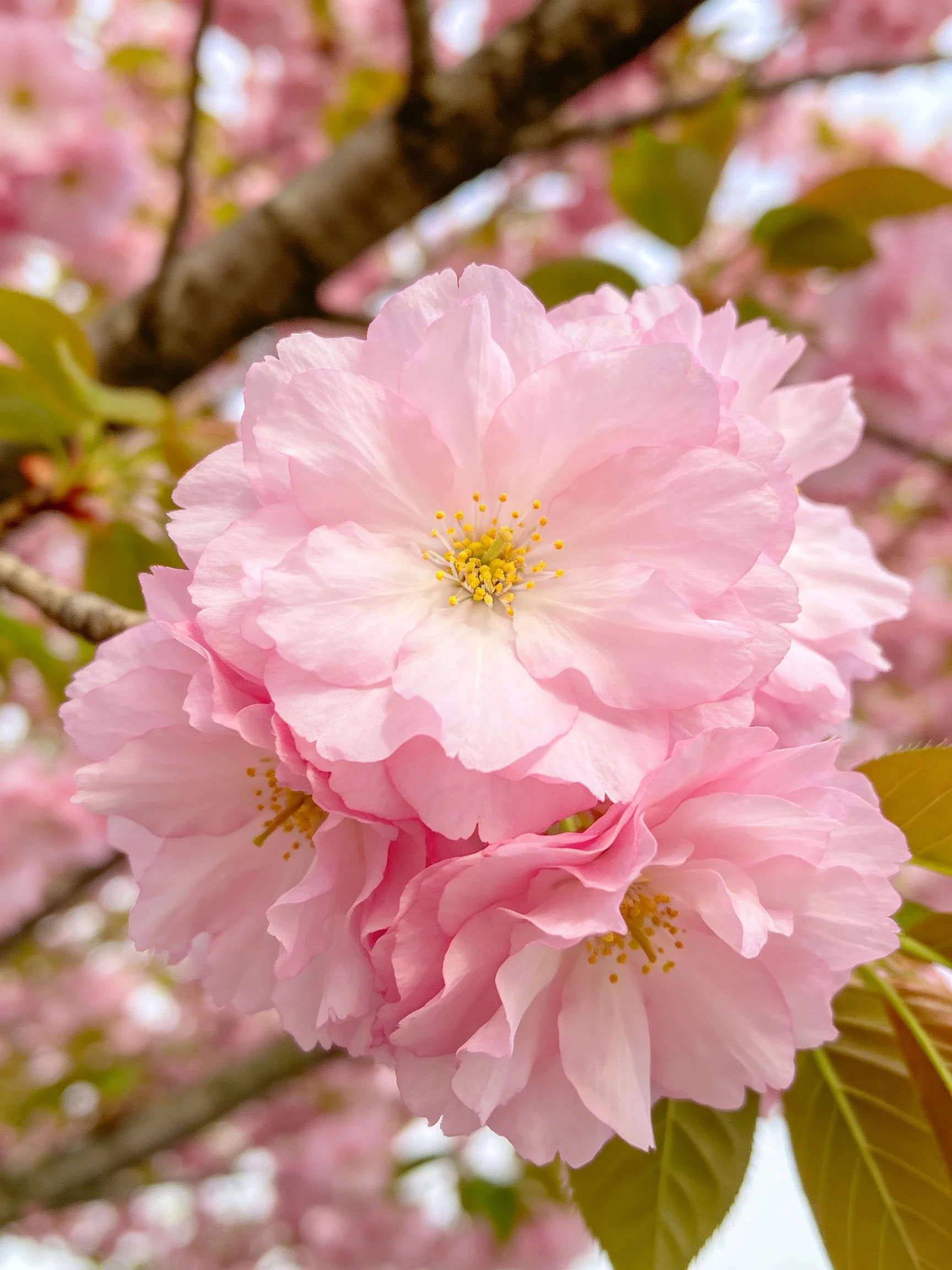 Vibrant pink cherry blossom clusters with yellow centers and green leaves