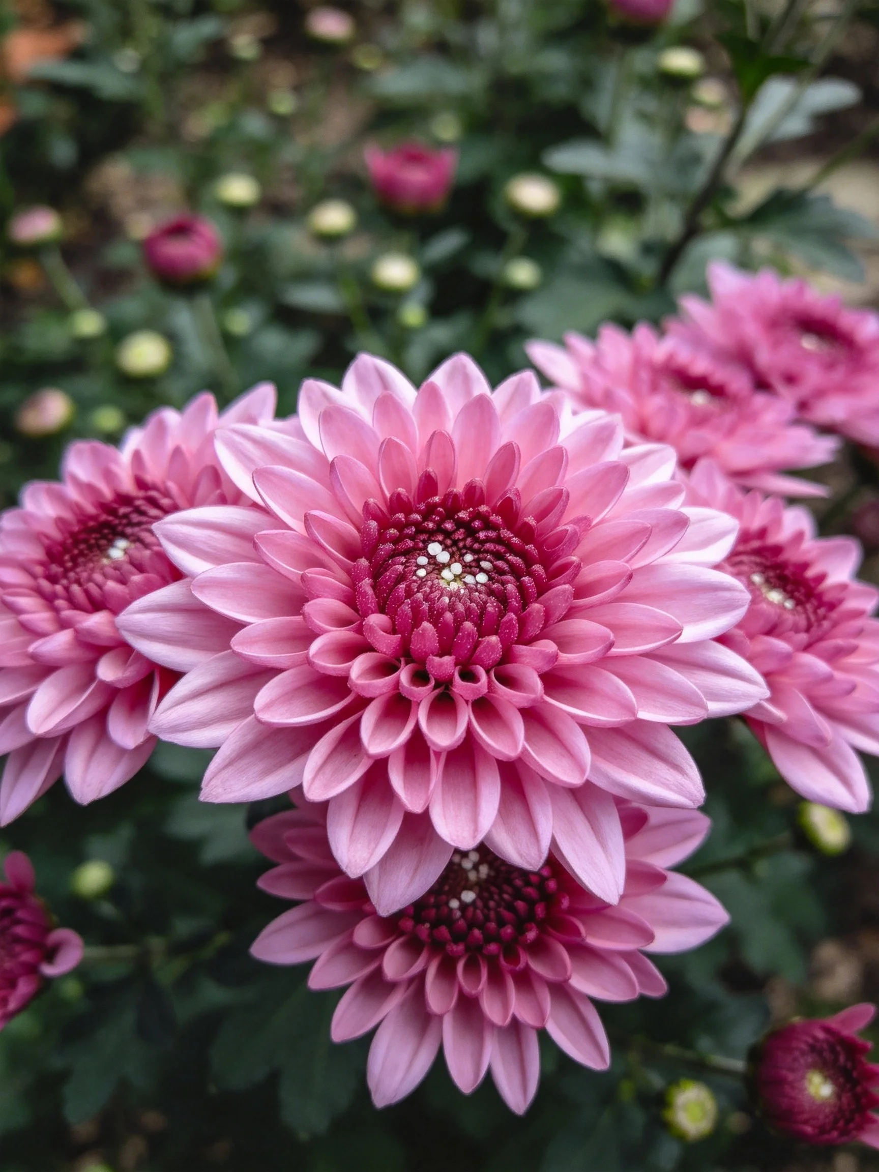 Vibrant pink chrysanthemums cluster among green foliage