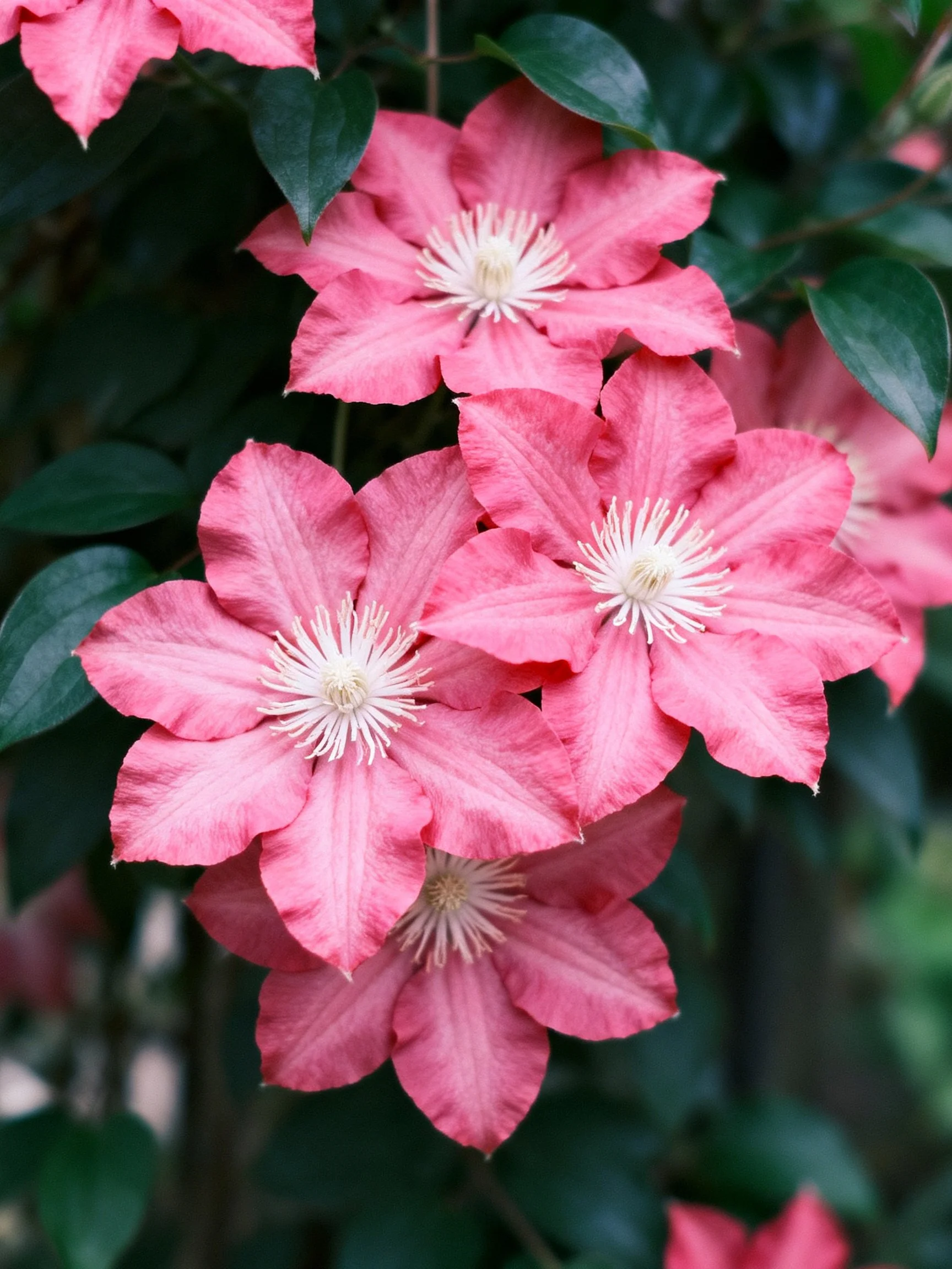 Vibrant pink clematis flowers clustered with dark green leaves