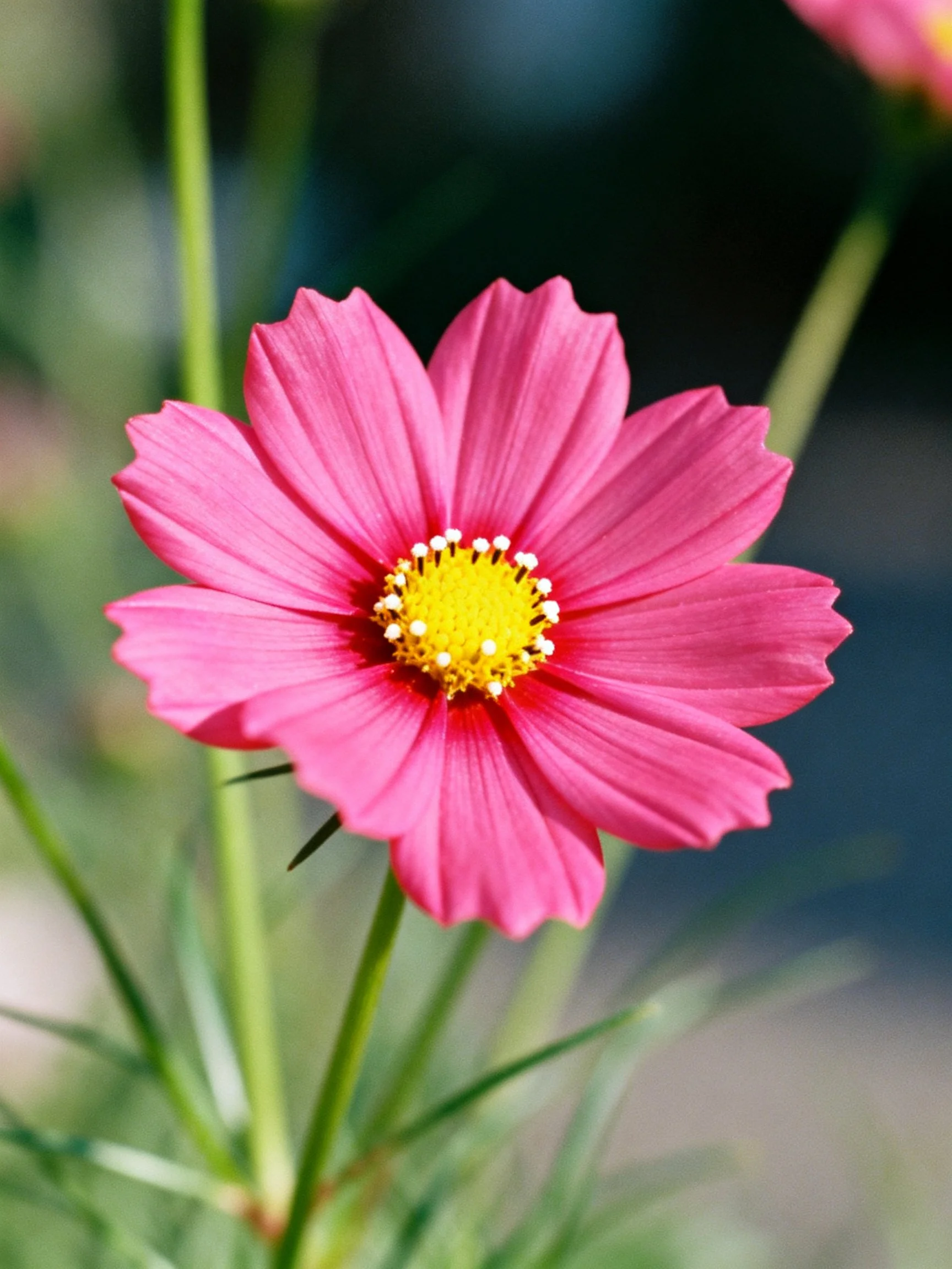 Vibrant pink cosmos flower showcasing a bright yellow center