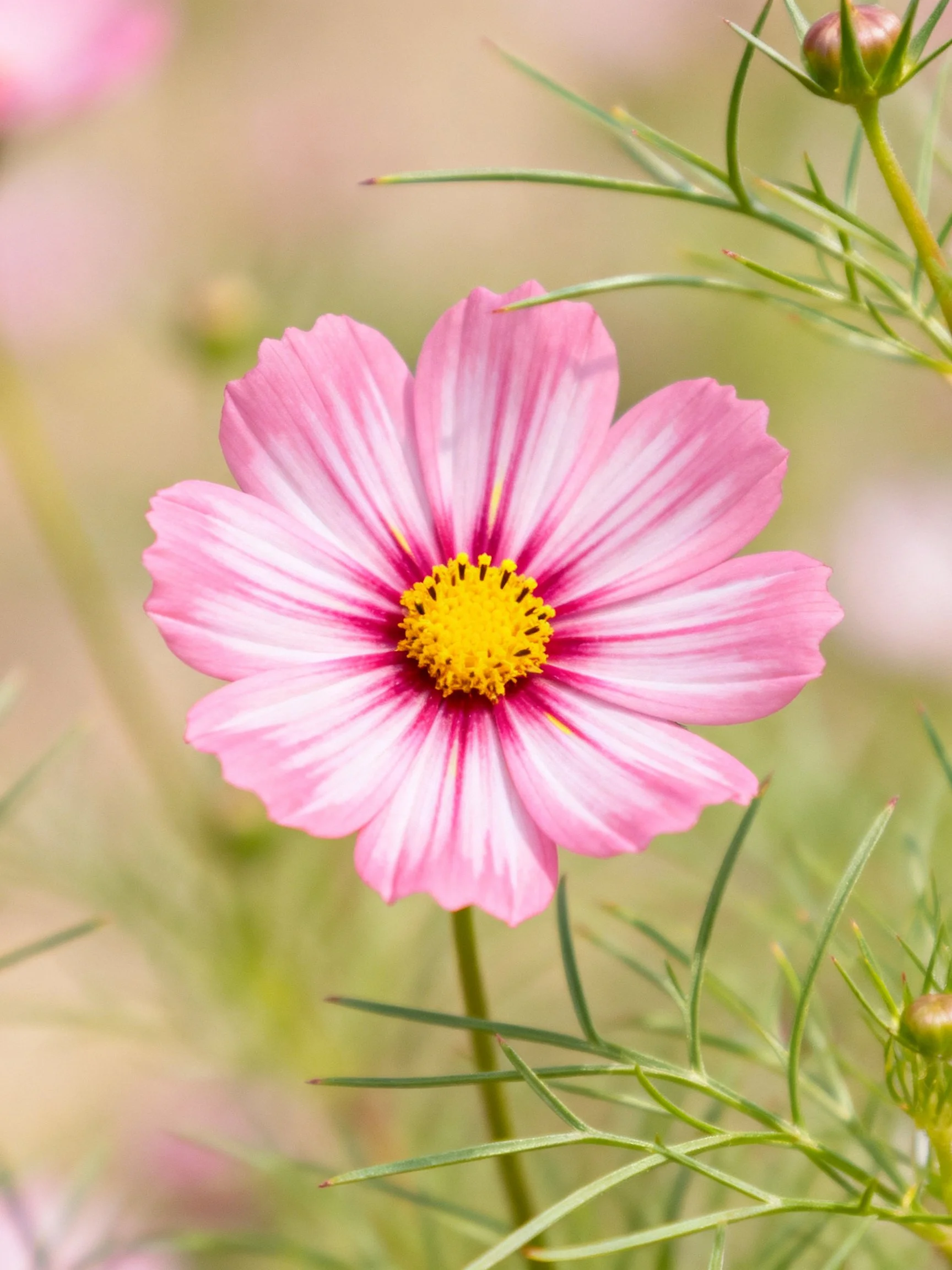 Vibrant pink cosmos flower with yellow center amid green stems