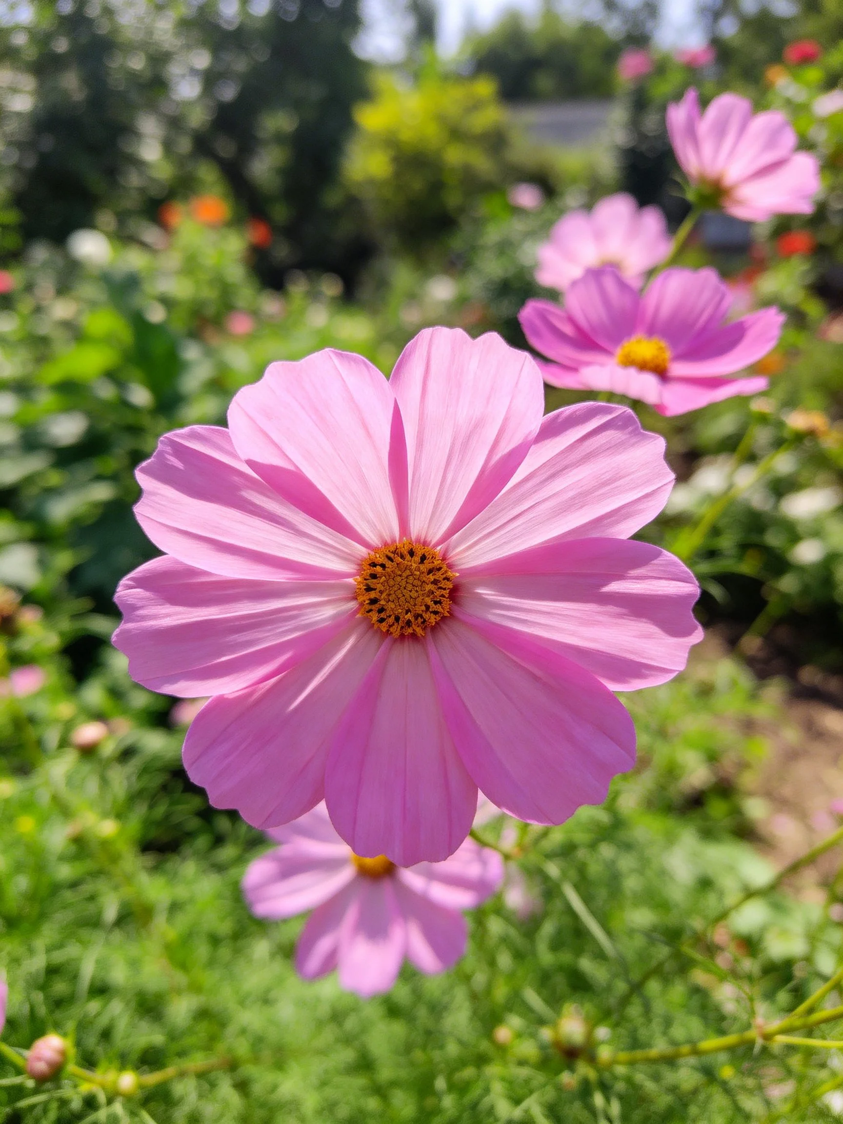Vibrant pink cosmos flowers bloom amid lush greenery and other blossoms