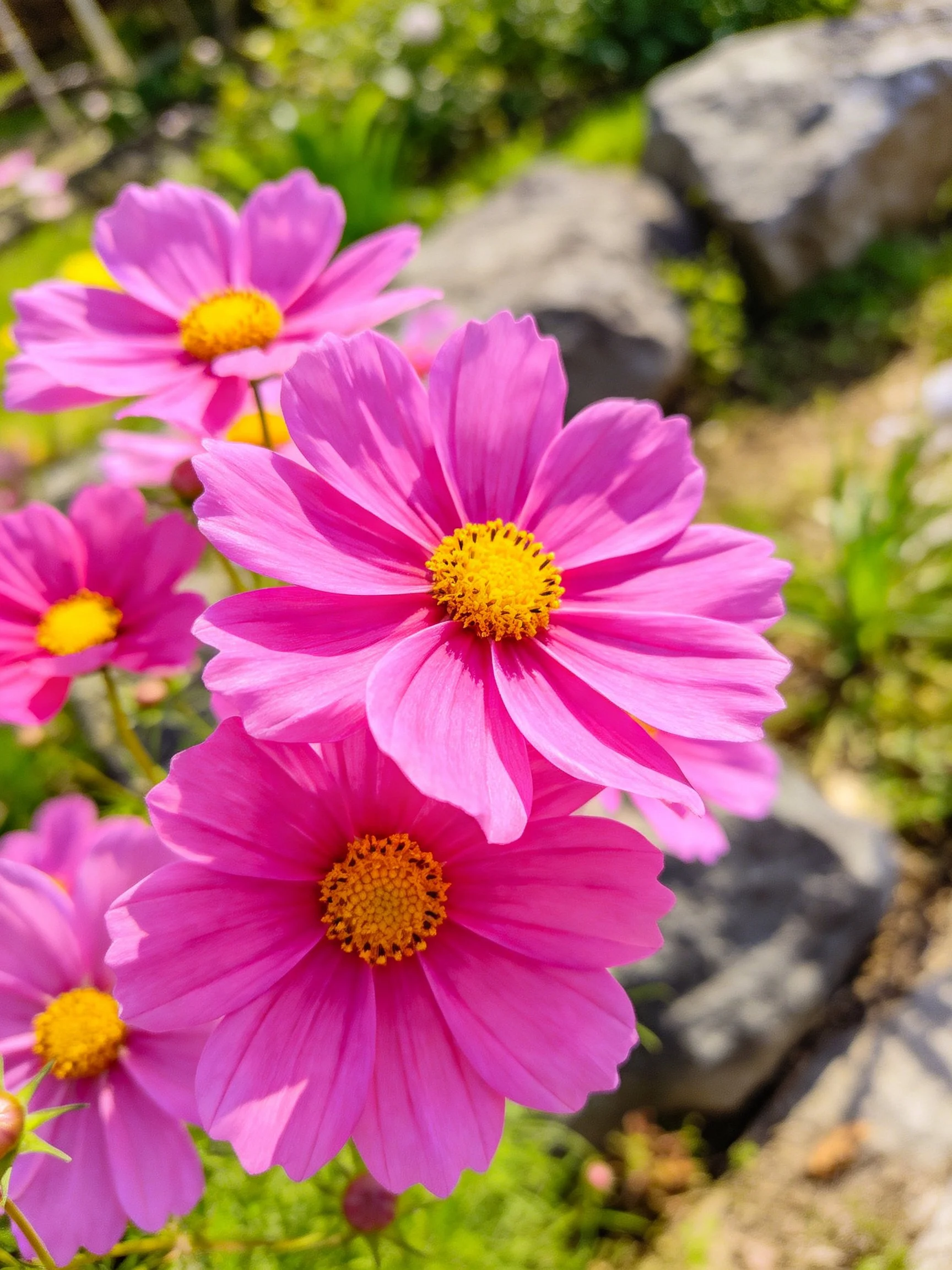 Vibrant pink cosmos flowers with yellow centers amid greenery and rocks