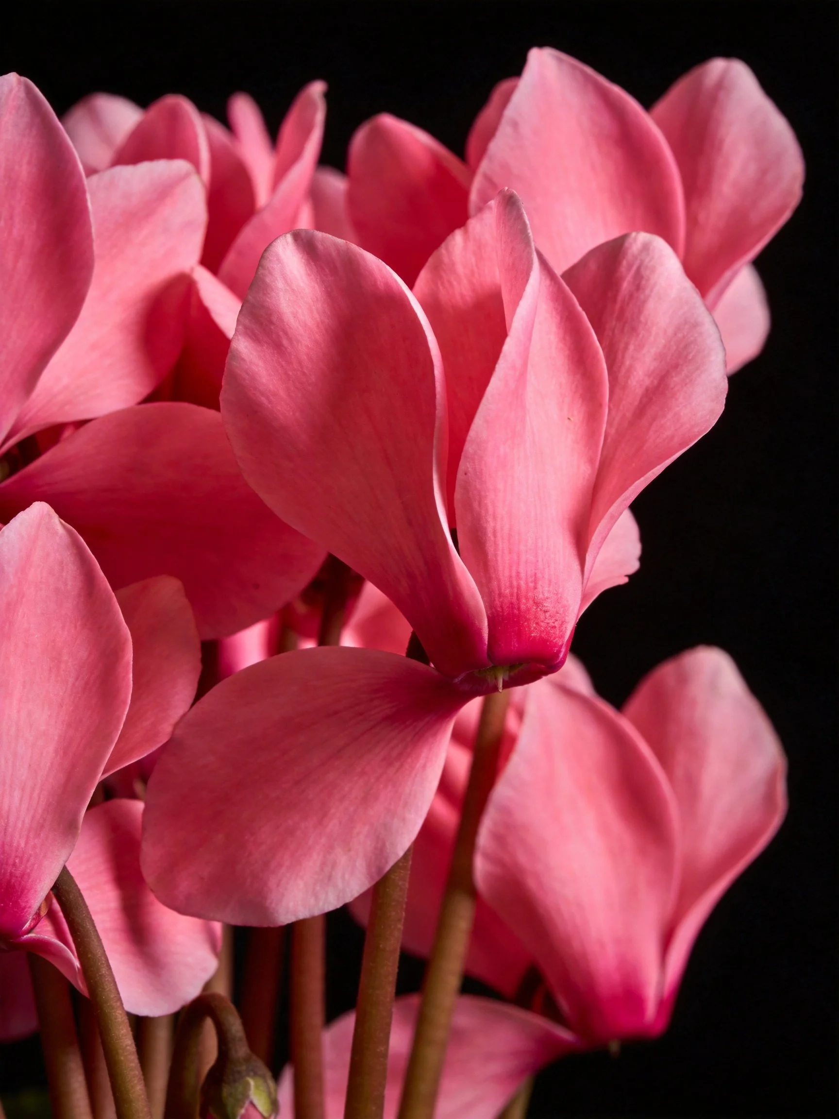 Vibrant pink cyclamen blooms clustered with dark backdrop