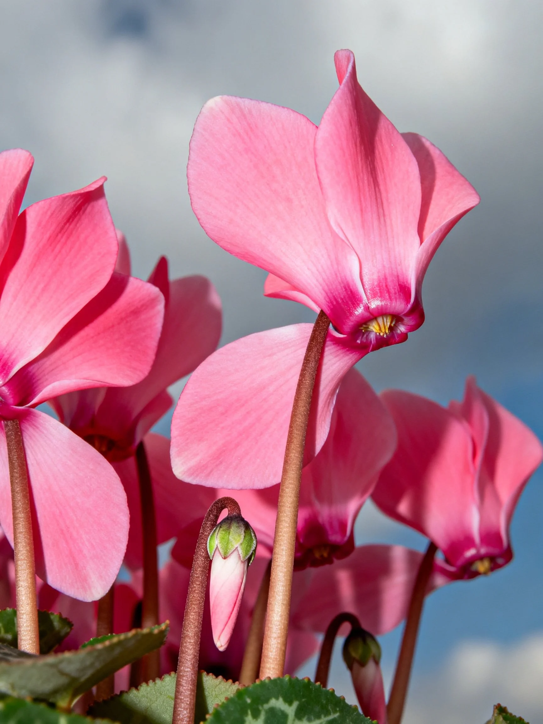 Vibrant pink cyclamen blooms with buds under a cloudy sky