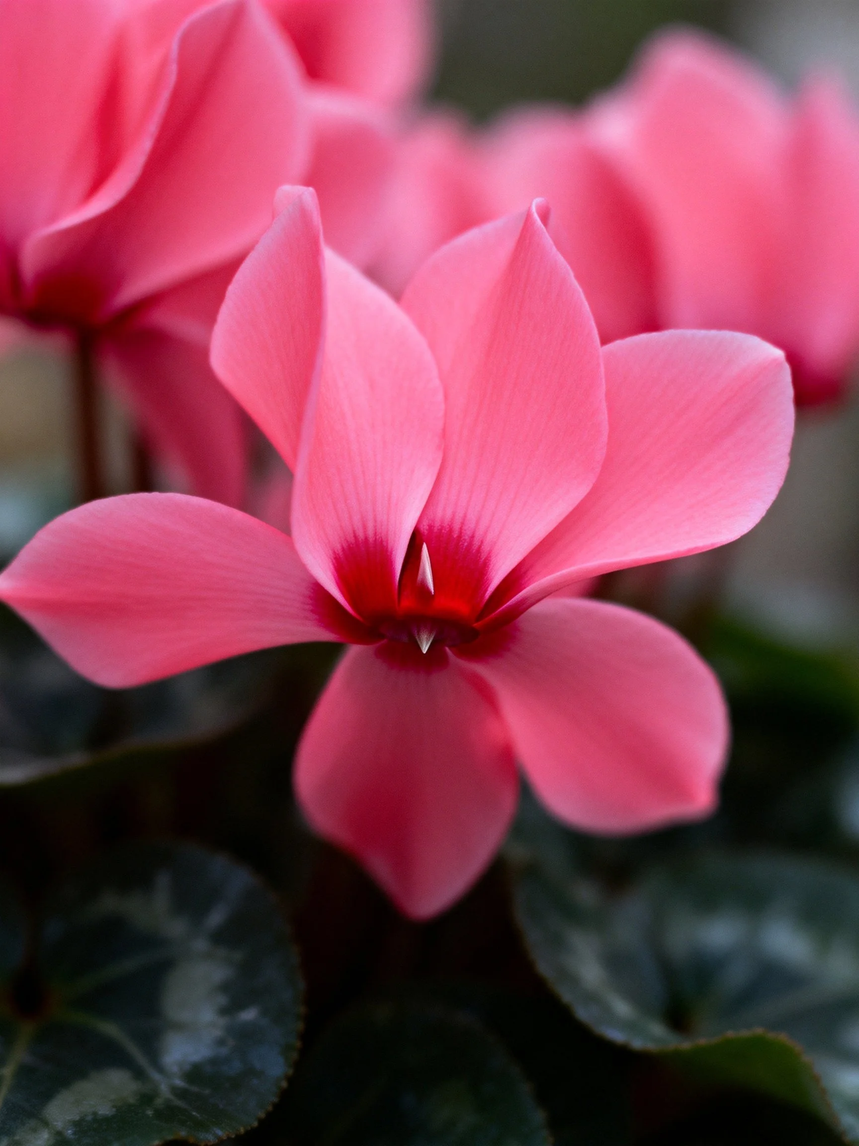 Vibrant pink cyclamen blooms with dark green foliage