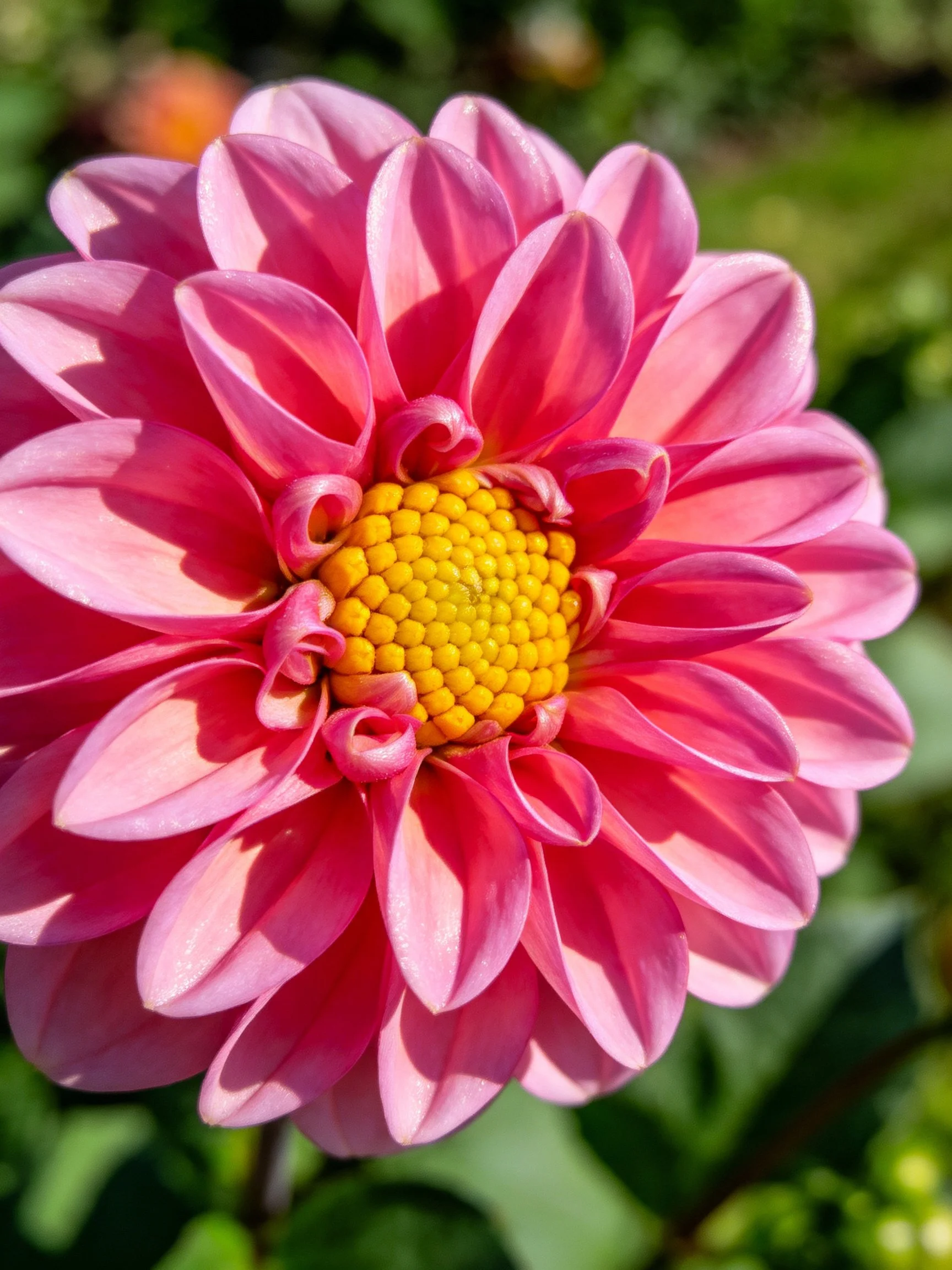 Vibrant pink dahlia with layered petals and yellow center