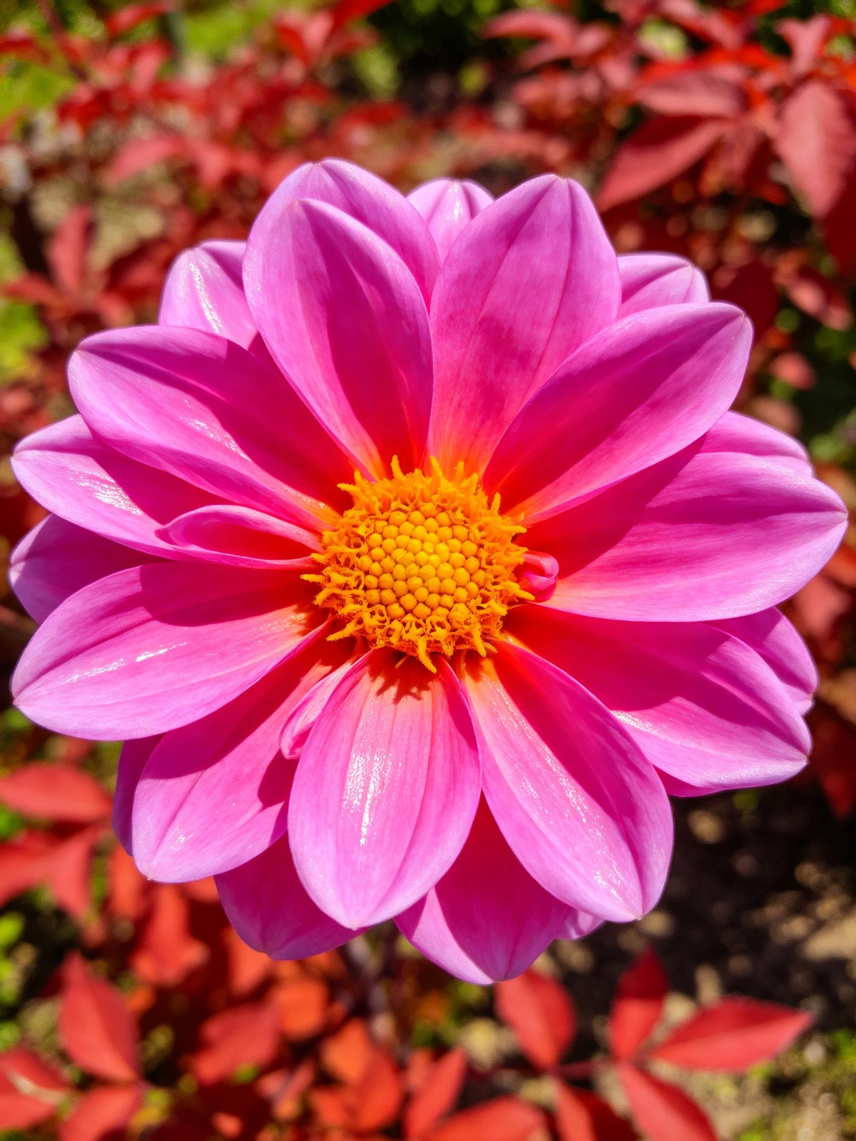 Vibrant pink dahlia with yellow center amid red foliage