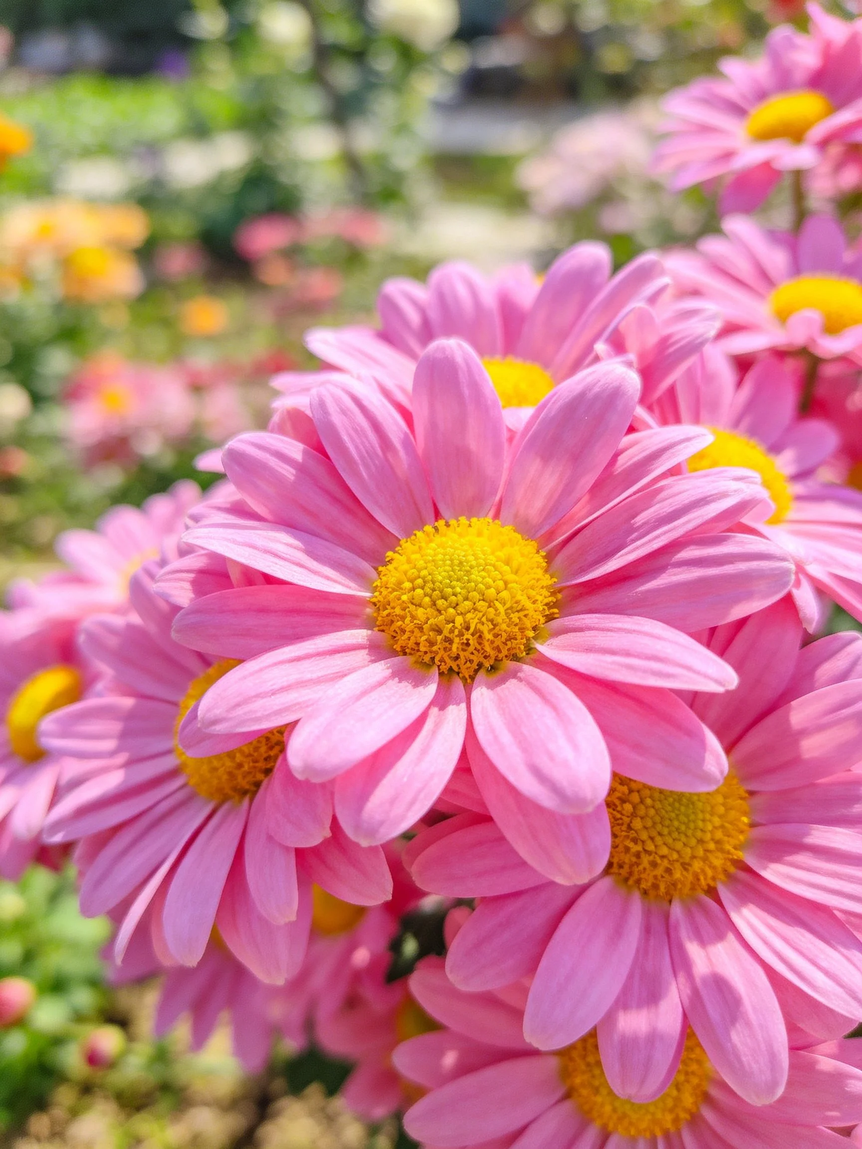 Vibrant pink daisies with golden centers cluster in sunlit garden