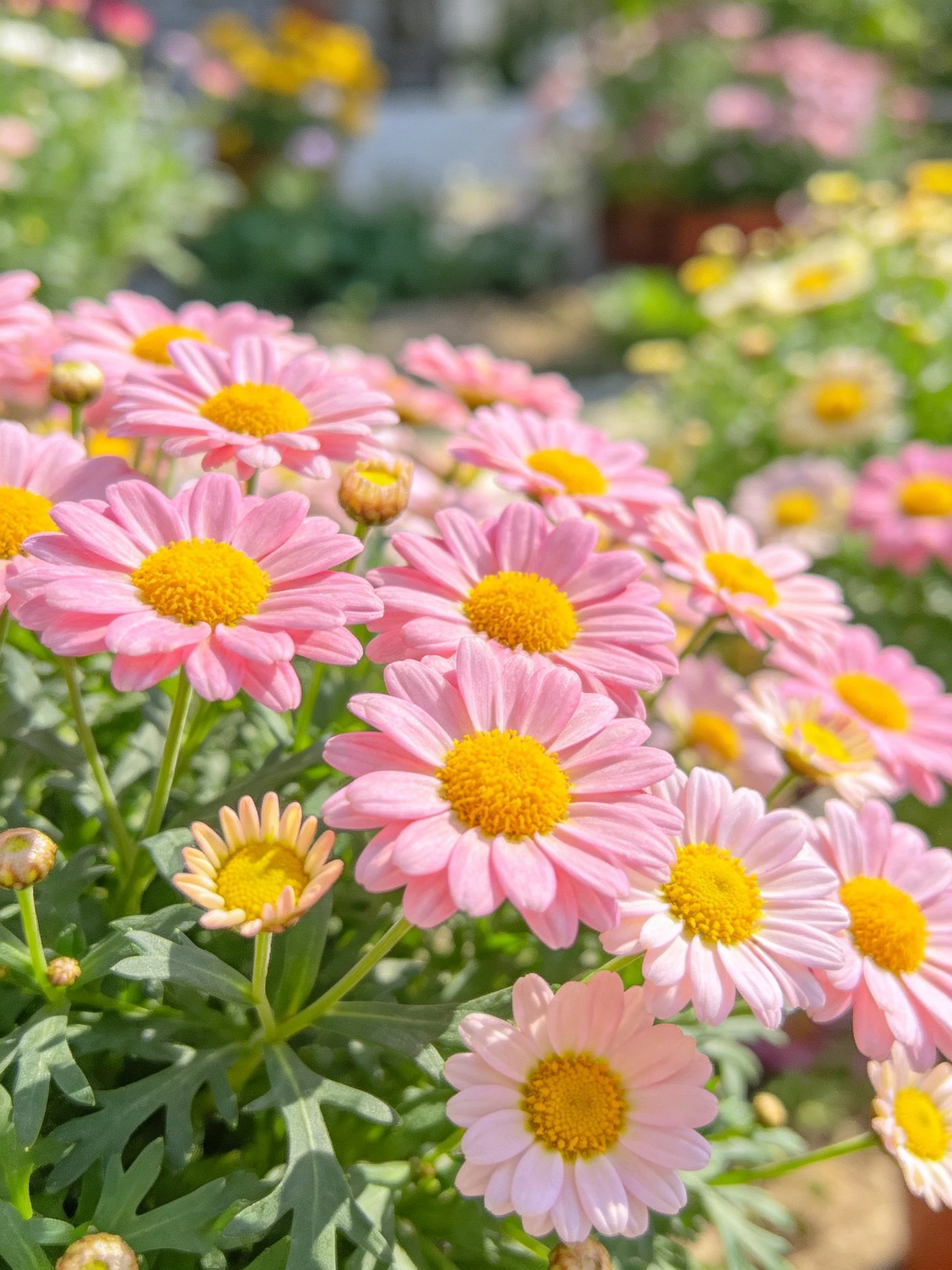 Vibrant pink daisies with golden yellow centers amidst green foliage