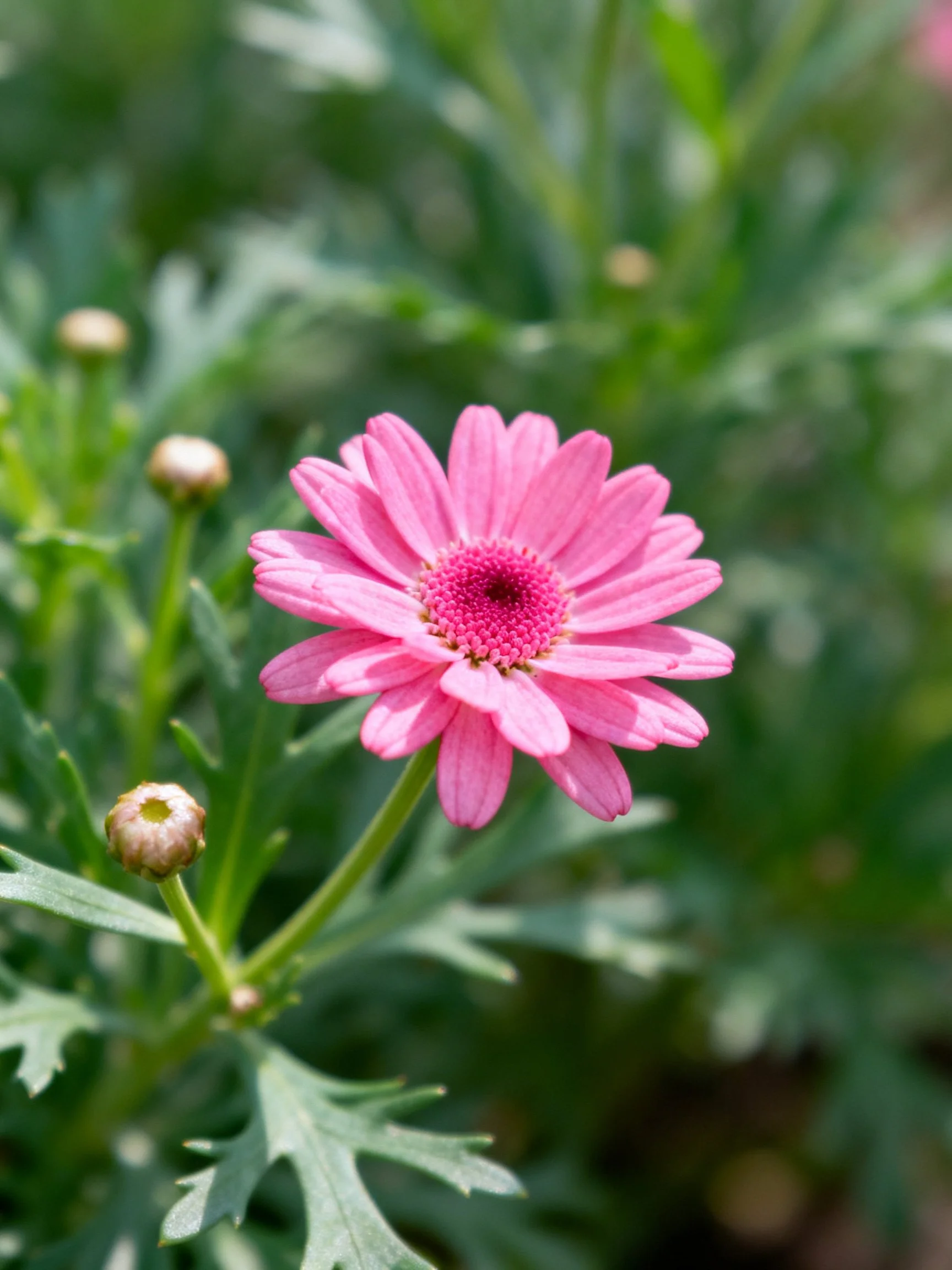 Vibrant pink daisy with green foliage and unopened buds