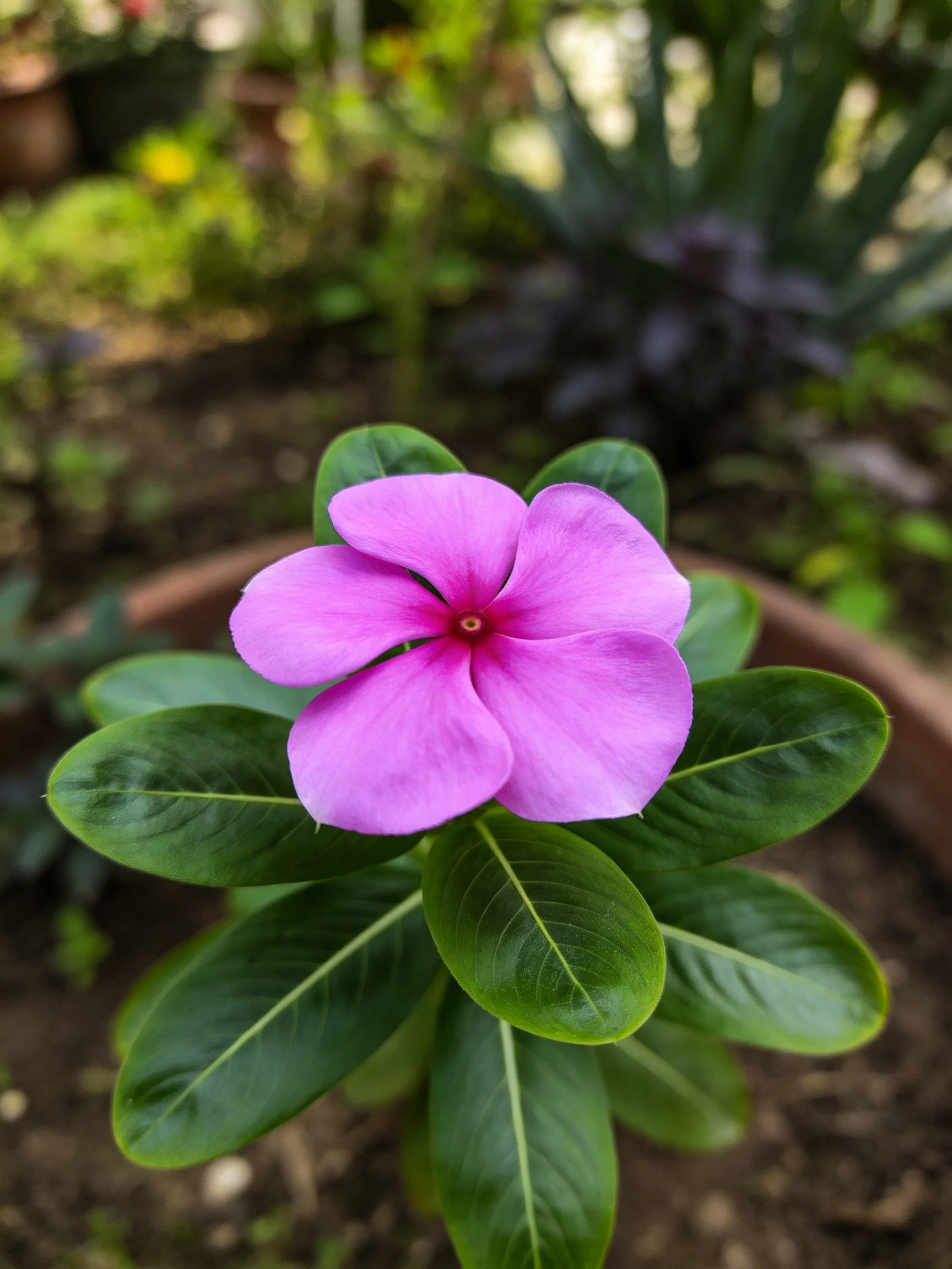 Vibrant pink flower blooms atop glossy green leaves in terracotta pot