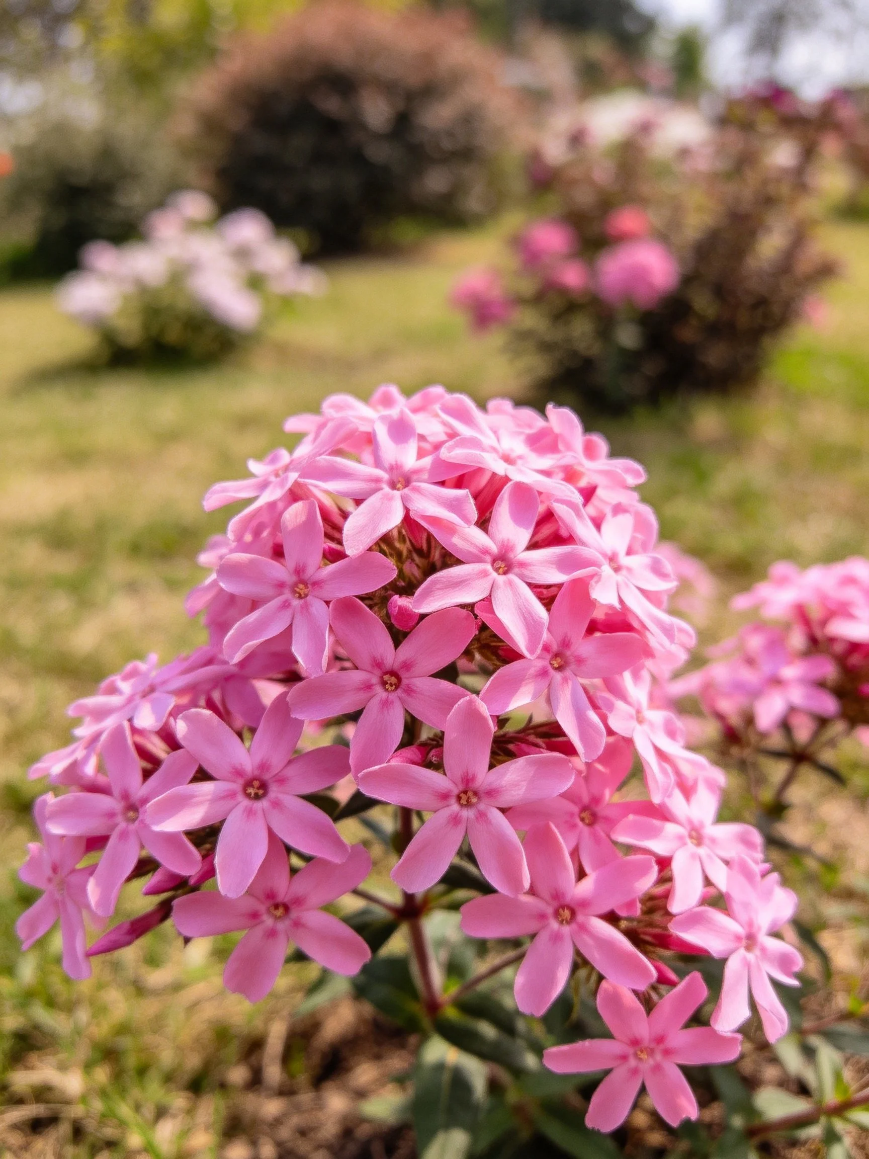 Vibrant pink flower cluster centered in sunlit garden scene