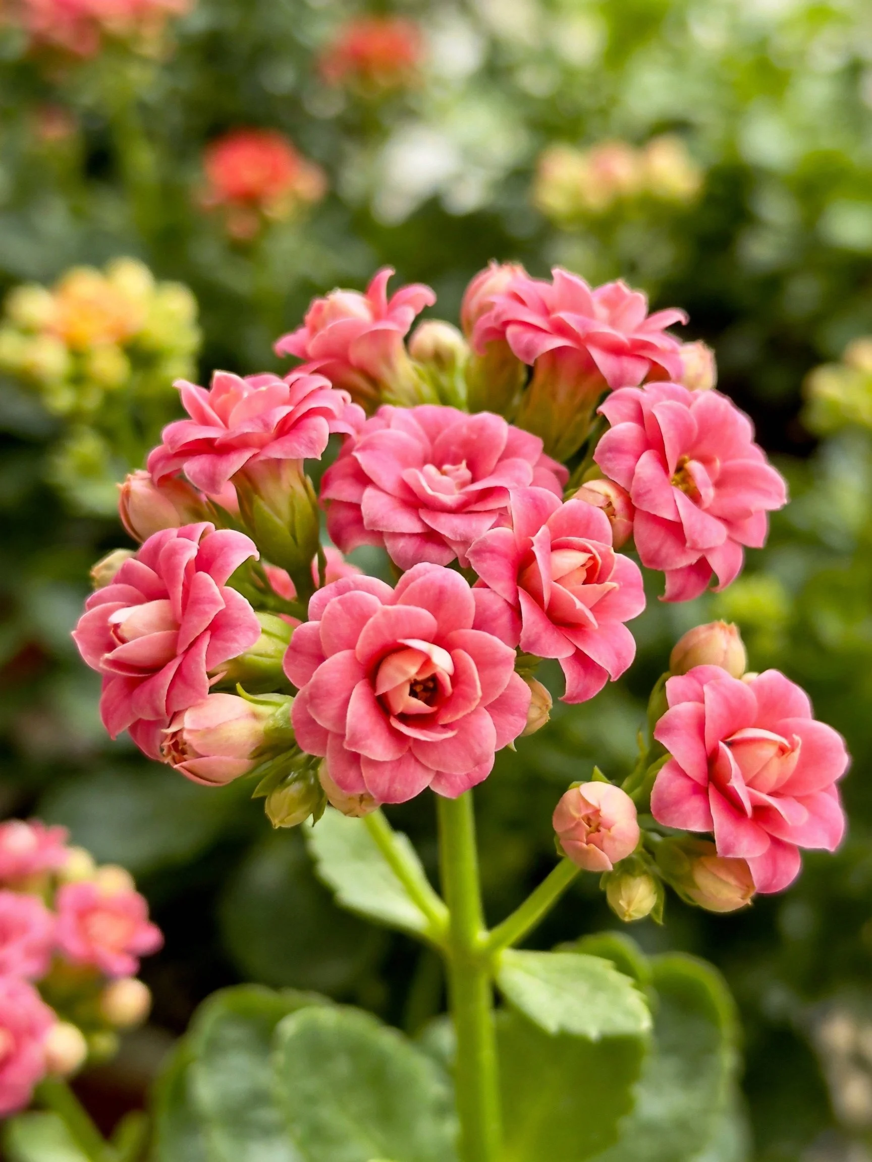 Vibrant pink flower clusters bloom amid lush green foliage and unopened buds