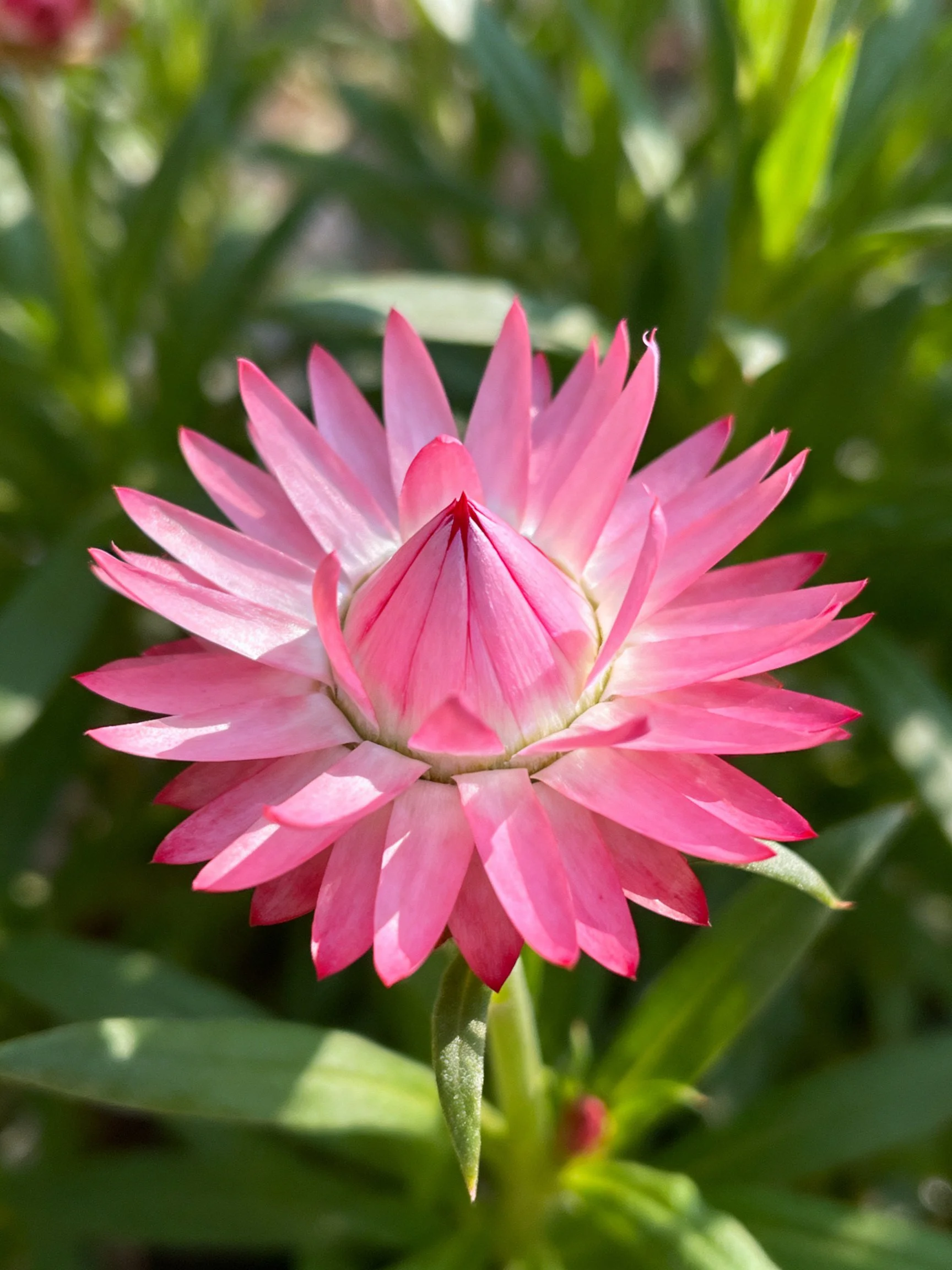 Vibrant pink flower with layered petals among green foliage