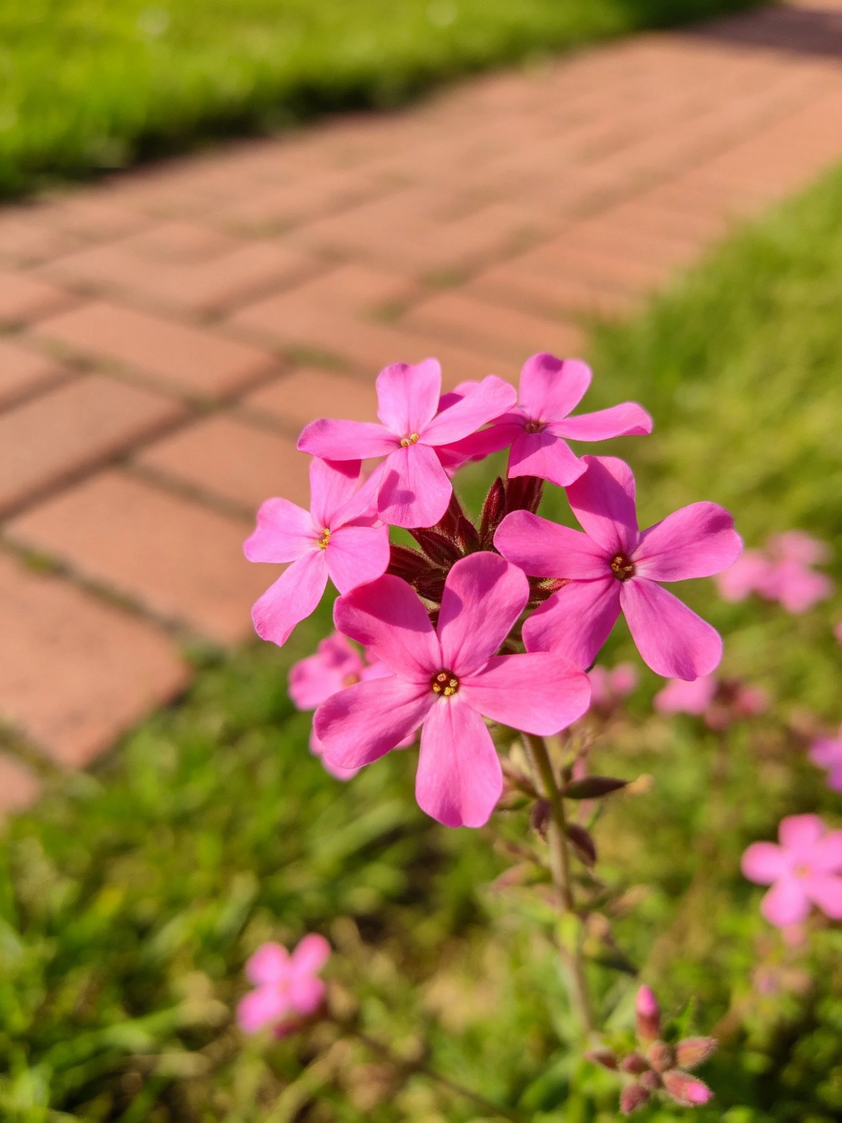 Vibrant pink flowers clustered near a brick pathway with green surroundings