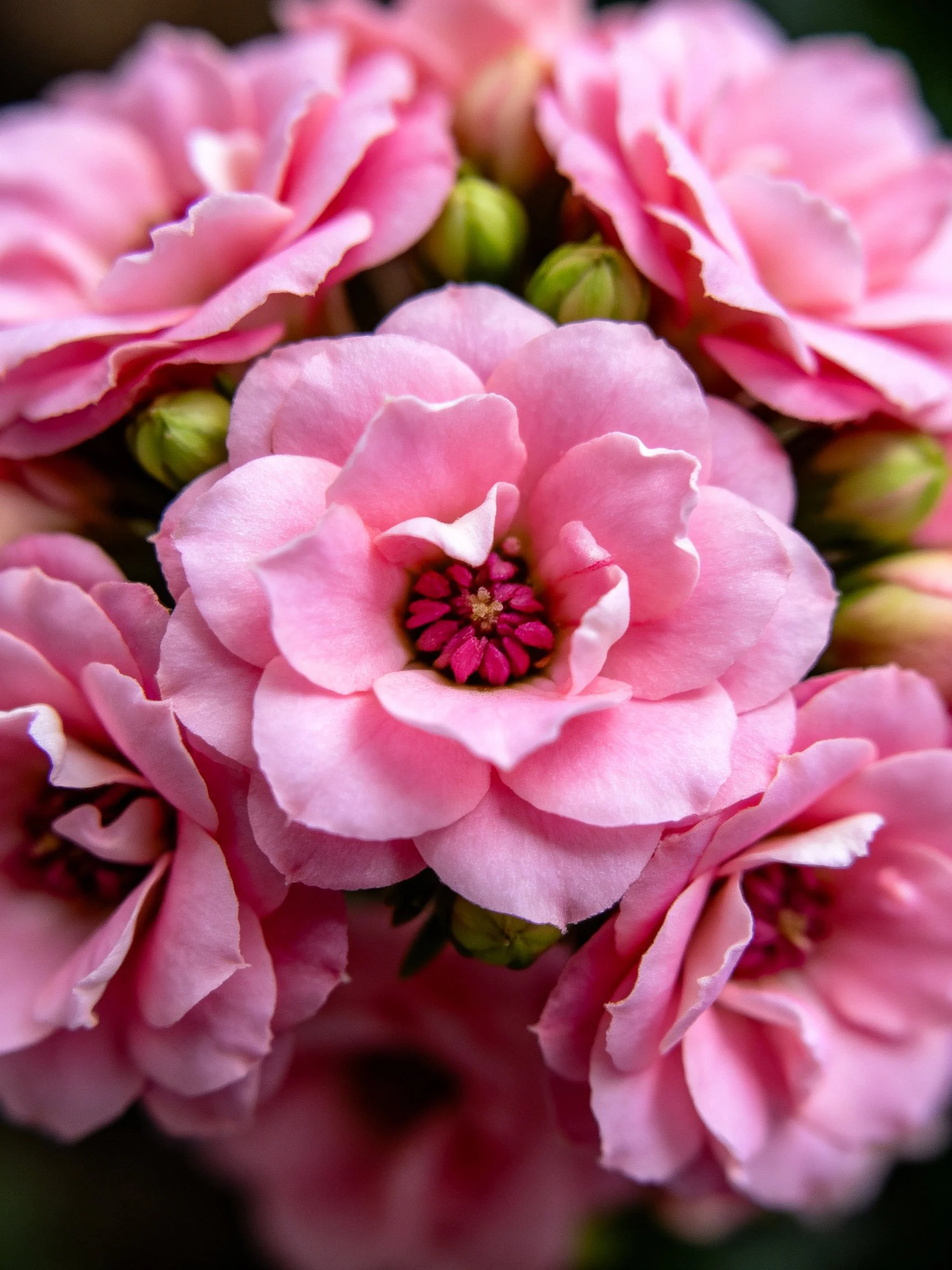 Vibrant pink flowers clustered with green flower buds